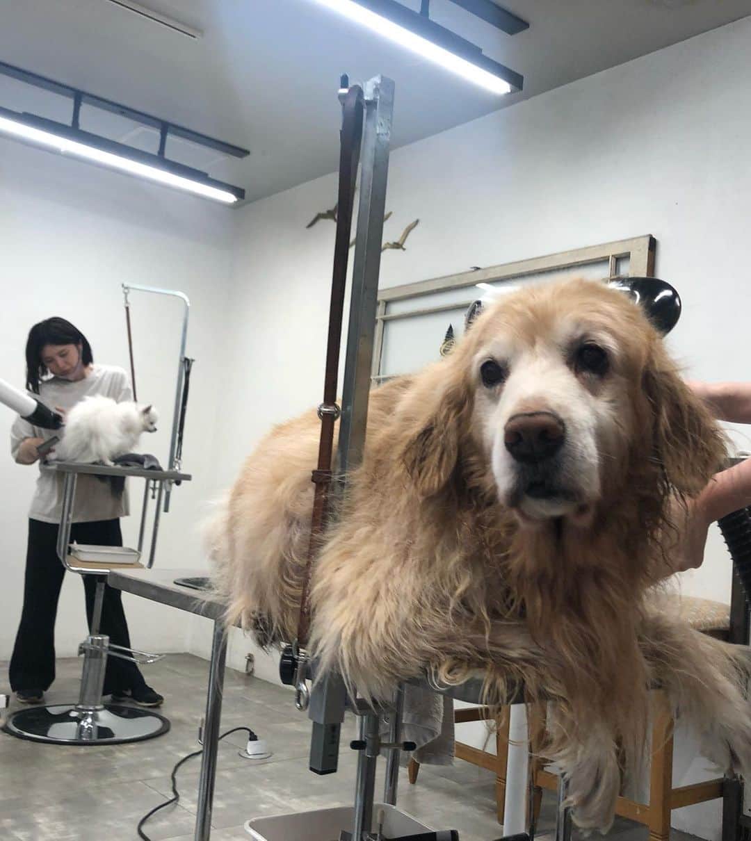 ImotoEtsuyo さんのインスタグラム写真 - (ImotoEtsuyo Instagram)「愛犬ココアの #シャンプートリミング　へ ・ 迎えに行くと 「クーンクーンクン🤍」 と嬉しそうに見つめてくれます。 ・ 可愛すぎて いつも抱きついています。  着ているワンピースは　 @shein_japan  @sheinofficial のもの。  鮮やかなブルー 白のドットが可愛い。 丈は長めです。  EMERY ROSE  水玉模様プリント サプリスネック  隠しポケット ドレス  サイズはS 検索番号は　13306174  お買い上げ金額1～5,999円までは セール価格より15%OFF、 6,000円以上は20%OFFが適用される クーポンがあります。  クーポン期限は〜6月末日  割引クーポン番号：bisuhada ・ ・ #SHEIN #SHEINforAll #ad #fashion  #ドレス #dress  #ワンピース #コーデ  #きれいめコーデ  #美シルエット  #ゴールデンレトリバー  #goldenretriever  #大型犬のいる生活  #シニア犬」4月21日 6時52分 - bisuhada
