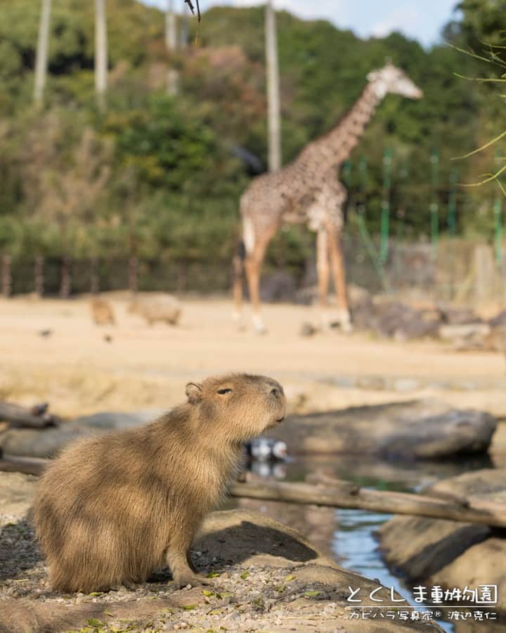 渡辺克仁さんのインスタグラム写真 - (渡辺克仁Instagram)「おはようございます。  #カピバラ #水豚 #capybara #おはよう」4月21日 7時00分 - katsuhito.watanabe