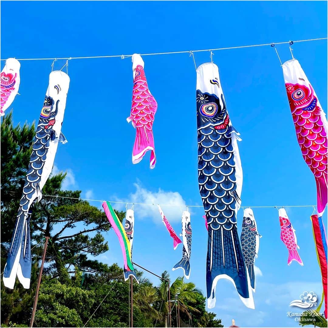カヌチャリゾートのインスタグラム：「カヌチャの空と鯉のぼり🎏  ゴールデンウィークももう目前。 「こどもの日」に向けて、カヌチャのフロント棟前にも たくさんのこいのぼりが泳ぎだしました♪  子どもたちの健やかな成長を願って飾られる、こいのぼり。  ゴールデンウィークは、ぜひカヌチャに 南国の空を泳ぐこいのぼりを見に来てくださいね✨  #カヌチャリゾート　#カヌチャ　#こいのぼり　#鯉のぼり #沖縄リゾート　#南国リゾート　#こどもの日　#GW #県民プラン　#カップルプラン　#デートプラン　#家族旅行」