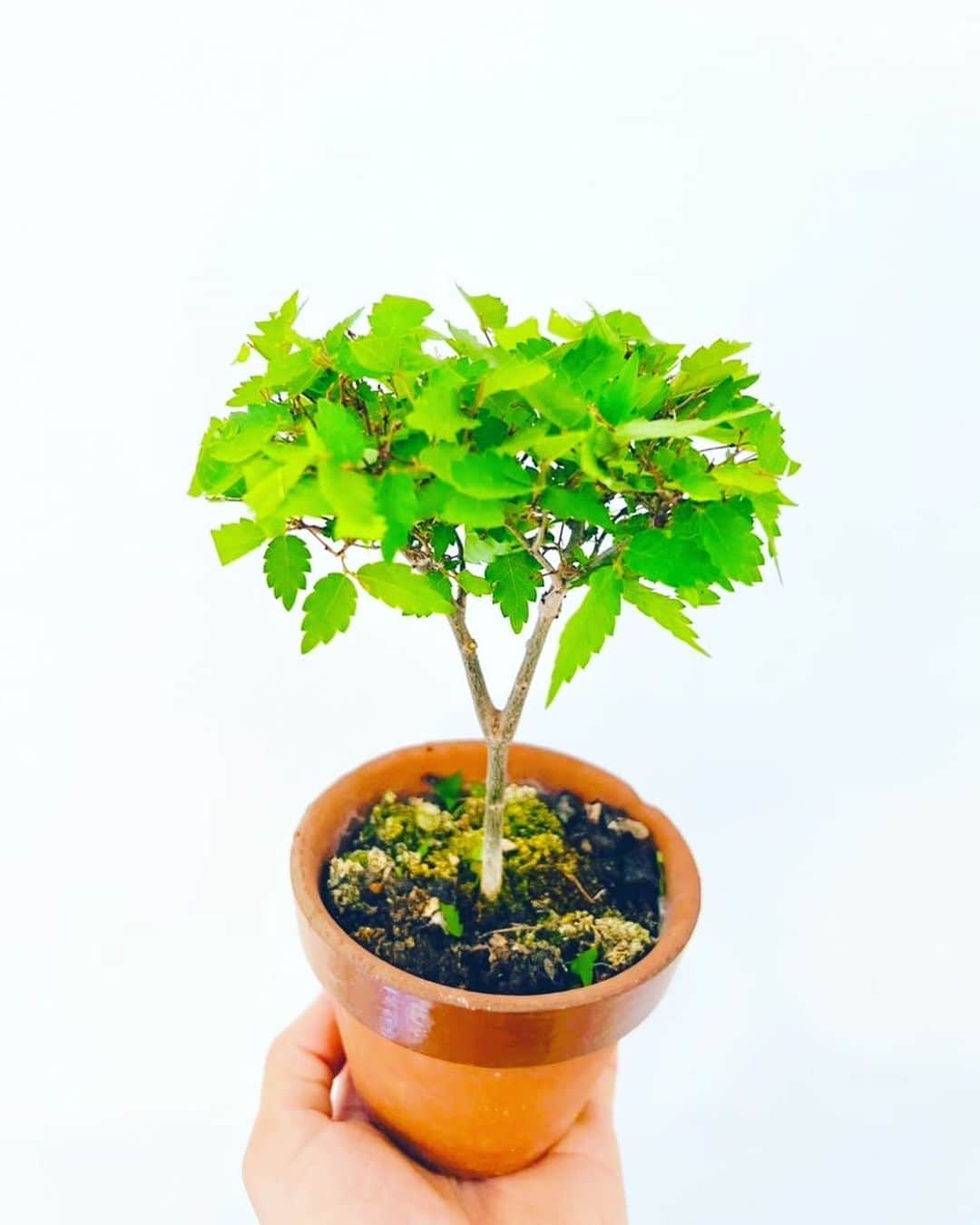 名渡山遼のインスタグラム：「実生4年、僕の力作の欅盆栽🪴 2枚目の写真は2019年の姿。 立派になったねぇ🎉🎉🎉 おはようございます🐢  #欅盆栽 #欅 #盆栽 #bonsai #実生4年」