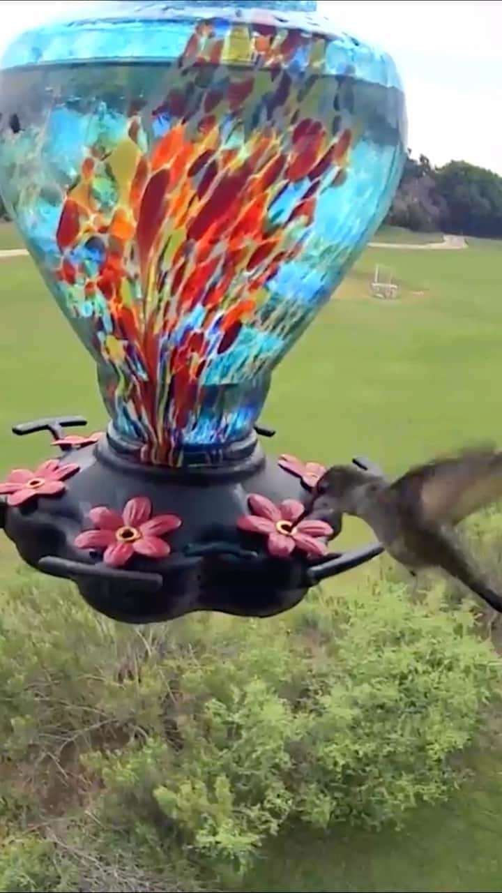 sevimli_hayvanlar34のインスタグラム：「Just setup my #wyze cams get ready for #hummingbird overload #stoneoak #sanantonio #texas」