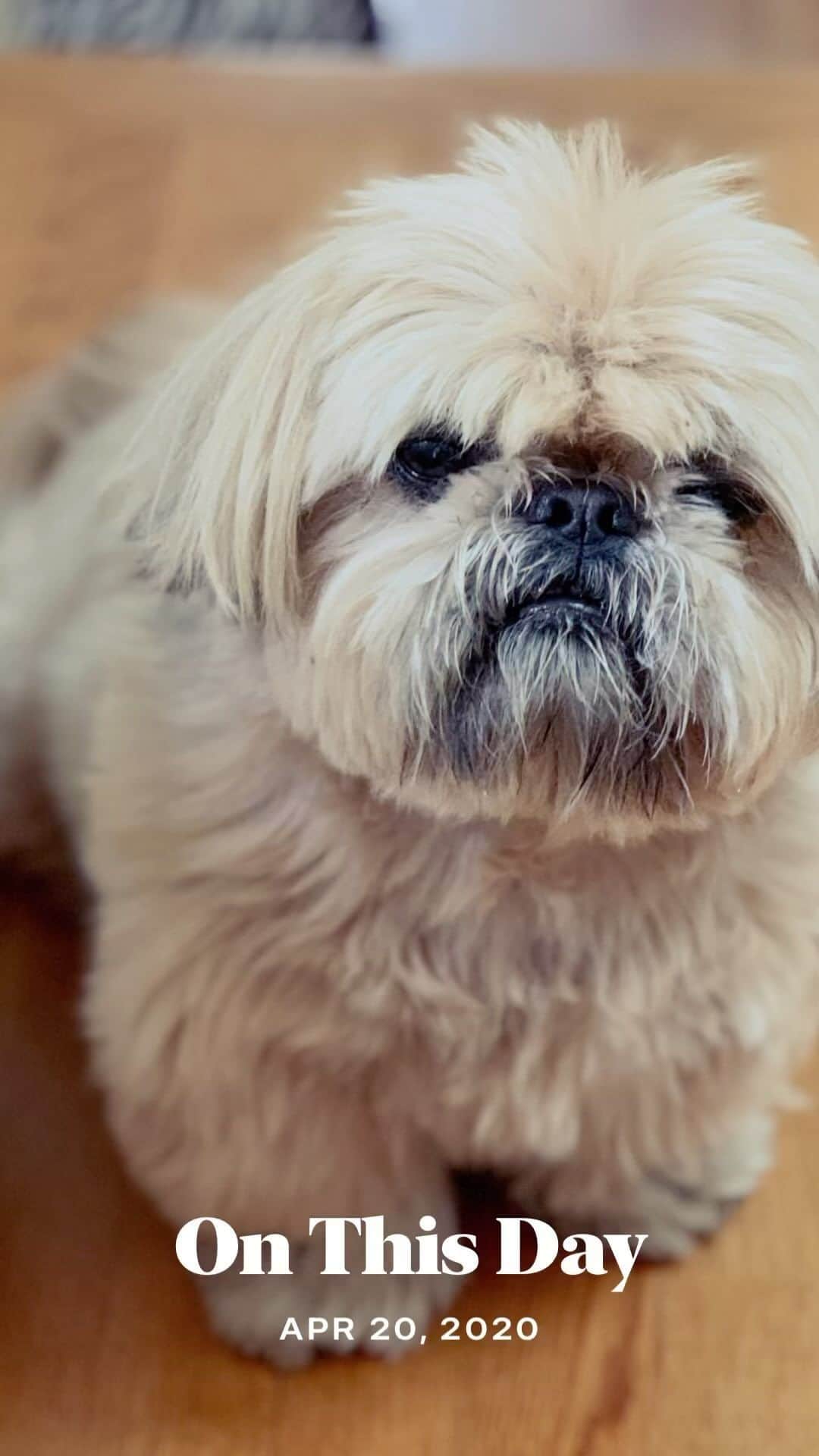 Dougie the Shih Tzuのインスタグラム：「#tbt」