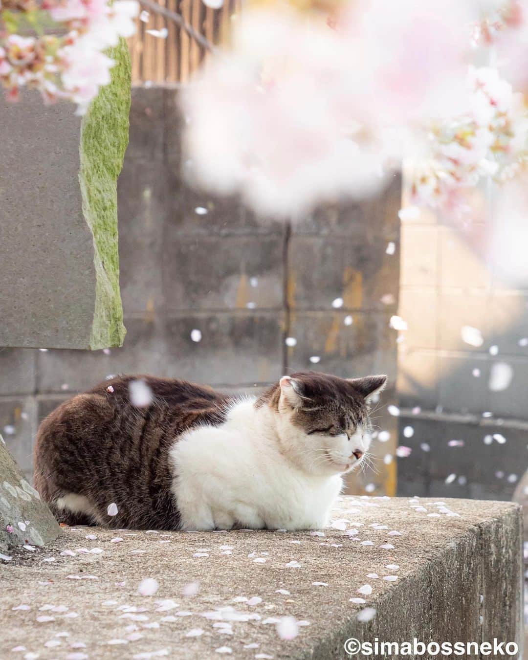 simabossnekoさんのインスタグラム写真 - (simabossnekoInstagram)「・ 素敵な桜でしたにゃ🌸 It was lovely cherry blossoms and cats❣️ Swipeしてね←←🐾  〜お知らせ〜 新作写真集「島にゃんこ」好評発売中❣️ @simabossneko と、ぺにゃんこ( @p_nyanco22 )との初共著🐾  日本の島々で7年間撮り続けてきた、島の猫さん達のとびっきりの表情やしぐさがいっぱい✨ 厳選したベストショットから初公開の作品まで、愛おしくて幸せな瞬間を集めました。  ★Amazonほかオンライン書店、本屋さんにて！ ★メルカリShopsとminne simabossneko's shopでは、サイン本を販売中🐾  お気に入りの一冊になれば嬉しく思います☺️  📘A5変形サイズ／88ページ 1,210円(税込) ワニブックス刊  販売各ショップへは @simabossneko もしくは @p_nyanco22 のプロフィールURLよりご覧いただけます。  もしくはminne、メルカリShops内にて "simabossneko's shop"と検索ください🔎 ・ ・ 【Notice】 NEW 3rd Photobook "Shima Nyanko (Island Cats)"  The book is co-authored by @simabossneko and @p_nyanco22  There are lots of wonderful photos of island cats✨  ◆The autographed books are available now at “minne simabossneko's shop“.   〜Description of the work〜 The cute cats that we have been shooting for 7 years in the islands of Japan.  From the carefully selected best shots to the first public photo, we have collected lovely and happy gestures. Kissing, cuddling, rubbing, synchronizing, playing, licking... The cats will heal you!  Please make a purchasing for this opportunity 😸🐾 The product page can be seen from the URL in the profile of @simabossneko or @p_nyanco22   ★Amazon Japan https://www.amazon.co.jp/dp/4847072863  ★simabossneko's shop URL https://minne.com/＠simabossneko  It is possible to purchase and ship from Taiwan, Hong Kong, the USA, Korea, etc. ※ Shipping fee will be charged separately.  📘A5 variant size / 88 pages 1,210 JPY Published by Wanibooks ・ ・ #しまねこ #島猫 #ねこ #にゃんすたぐらむ #猫写真 #cats_of_world #catloversclub #pleasantcats #catstagram #meowed #ig_japan #lumixg9」4月21日 7時50分 - simabossneko