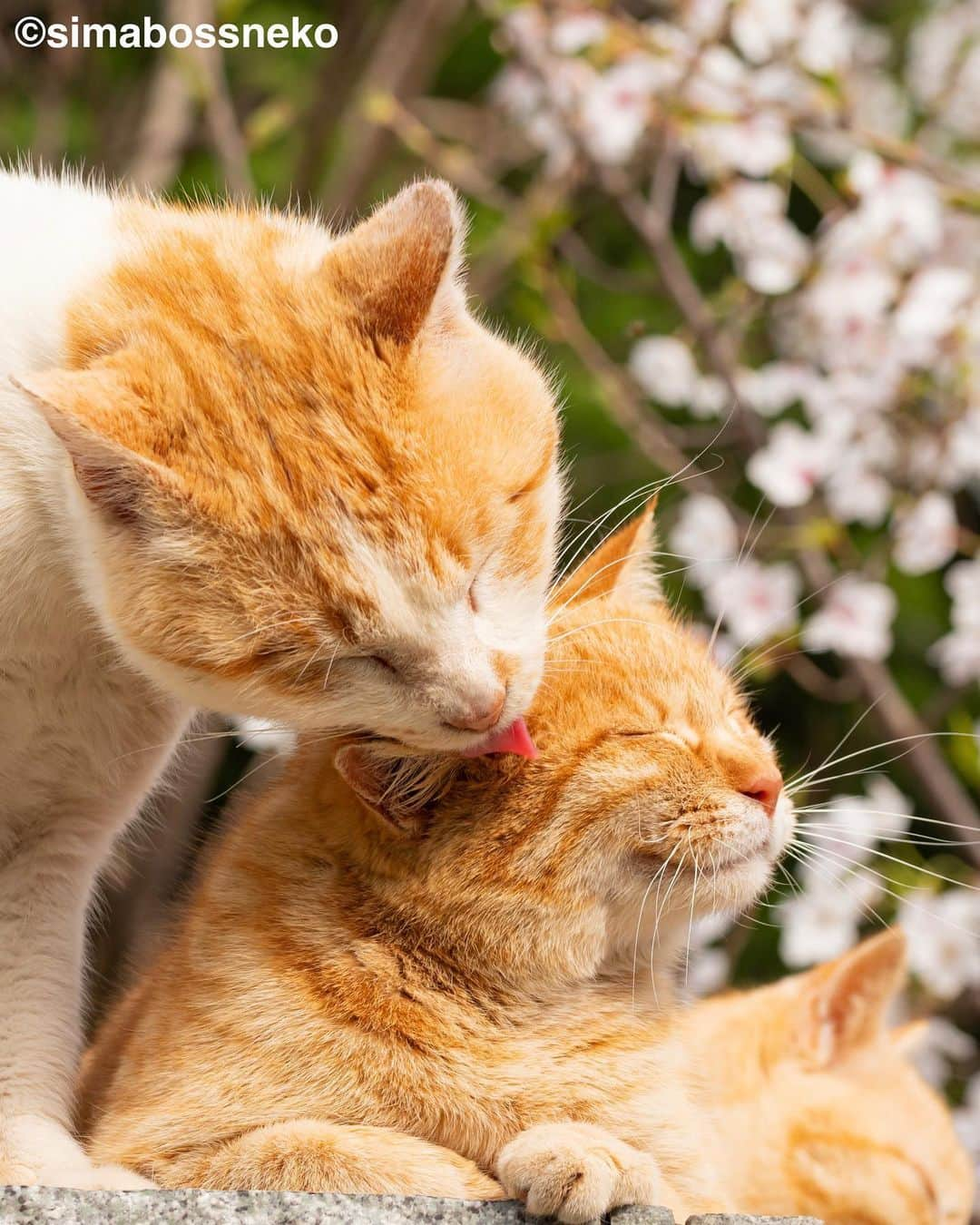 simabossnekoさんのインスタグラム写真 - (simabossnekoInstagram)「・ 素敵な桜でしたにゃ🌸 It was lovely cherry blossoms and cats❣️ Swipeしてね←←🐾  〜お知らせ〜 新作写真集「島にゃんこ」好評発売中❣️ @simabossneko と、ぺにゃんこ( @p_nyanco22 )との初共著🐾  日本の島々で7年間撮り続けてきた、島の猫さん達のとびっきりの表情やしぐさがいっぱい✨ 厳選したベストショットから初公開の作品まで、愛おしくて幸せな瞬間を集めました。  ★Amazonほかオンライン書店、本屋さんにて！ ★メルカリShopsとminne simabossneko's shopでは、サイン本を販売中🐾  お気に入りの一冊になれば嬉しく思います☺️  📘A5変形サイズ／88ページ 1,210円(税込) ワニブックス刊  販売各ショップへは @simabossneko もしくは @p_nyanco22 のプロフィールURLよりご覧いただけます。  もしくはminne、メルカリShops内にて "simabossneko's shop"と検索ください🔎 ・ ・ 【Notice】 NEW 3rd Photobook "Shima Nyanko (Island Cats)"  The book is co-authored by @simabossneko and @p_nyanco22  There are lots of wonderful photos of island cats✨  ◆The autographed books are available now at “minne simabossneko's shop“.   〜Description of the work〜 The cute cats that we have been shooting for 7 years in the islands of Japan.  From the carefully selected best shots to the first public photo, we have collected lovely and happy gestures. Kissing, cuddling, rubbing, synchronizing, playing, licking... The cats will heal you!  Please make a purchasing for this opportunity 😸🐾 The product page can be seen from the URL in the profile of @simabossneko or @p_nyanco22   ★Amazon Japan https://www.amazon.co.jp/dp/4847072863  ★simabossneko's shop URL https://minne.com/＠simabossneko  It is possible to purchase and ship from Taiwan, Hong Kong, the USA, Korea, etc. ※ Shipping fee will be charged separately.  📘A5 variant size / 88 pages 1,210 JPY Published by Wanibooks ・ ・ #しまねこ #島猫 #ねこ #にゃんすたぐらむ #猫写真 #cats_of_world #catloversclub #pleasantcats #catstagram #meowed #ig_japan #lumixg9」4月21日 7時50分 - simabossneko