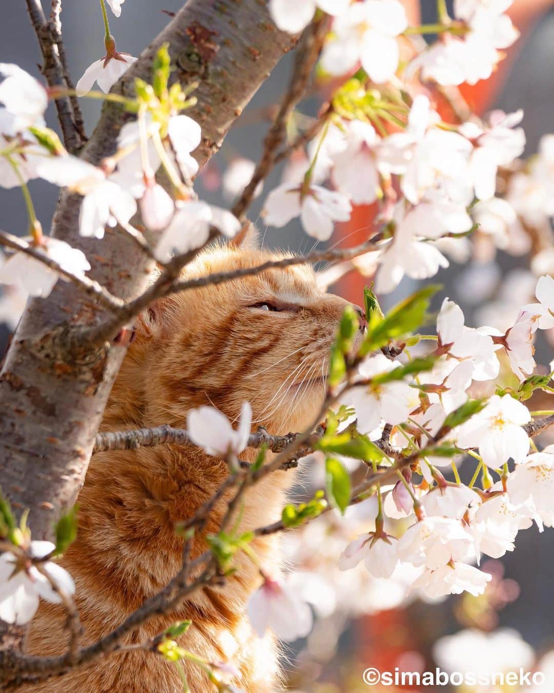 simabossnekoさんのインスタグラム写真 - (simabossnekoInstagram)「・ 素敵な桜でしたにゃ🌸 It was lovely cherry blossoms and cats❣️ Swipeしてね←←🐾  〜お知らせ〜 新作写真集「島にゃんこ」好評発売中❣️ @simabossneko と、ぺにゃんこ( @p_nyanco22 )との初共著🐾  日本の島々で7年間撮り続けてきた、島の猫さん達のとびっきりの表情やしぐさがいっぱい✨ 厳選したベストショットから初公開の作品まで、愛おしくて幸せな瞬間を集めました。  ★Amazonほかオンライン書店、本屋さんにて！ ★メルカリShopsとminne simabossneko's shopでは、サイン本を販売中🐾  お気に入りの一冊になれば嬉しく思います☺️  📘A5変形サイズ／88ページ 1,210円(税込) ワニブックス刊  販売各ショップへは @simabossneko もしくは @p_nyanco22 のプロフィールURLよりご覧いただけます。  もしくはminne、メルカリShops内にて "simabossneko's shop"と検索ください🔎 ・ ・ 【Notice】 NEW 3rd Photobook "Shima Nyanko (Island Cats)"  The book is co-authored by @simabossneko and @p_nyanco22  There are lots of wonderful photos of island cats✨  ◆The autographed books are available now at “minne simabossneko's shop“.   〜Description of the work〜 The cute cats that we have been shooting for 7 years in the islands of Japan.  From the carefully selected best shots to the first public photo, we have collected lovely and happy gestures. Kissing, cuddling, rubbing, synchronizing, playing, licking... The cats will heal you!  Please make a purchasing for this opportunity 😸🐾 The product page can be seen from the URL in the profile of @simabossneko or @p_nyanco22   ★Amazon Japan https://www.amazon.co.jp/dp/4847072863  ★simabossneko's shop URL https://minne.com/＠simabossneko  It is possible to purchase and ship from Taiwan, Hong Kong, the USA, Korea, etc. ※ Shipping fee will be charged separately.  📘A5 variant size / 88 pages 1,210 JPY Published by Wanibooks ・ ・ #しまねこ #島猫 #ねこ #にゃんすたぐらむ #猫写真 #cats_of_world #catloversclub #pleasantcats #catstagram #meowed #ig_japan #lumixg9」4月21日 7時50分 - simabossneko