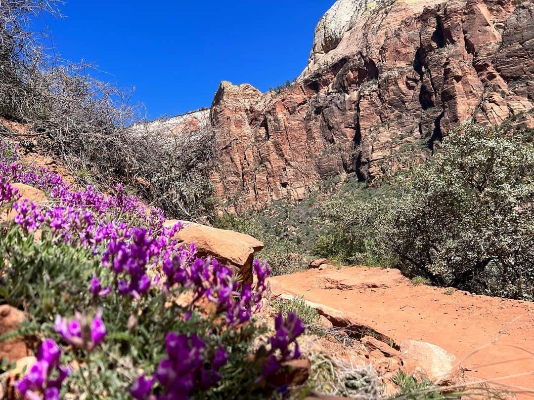 Jonahmaraisさんのインスタグラム写真 - (JonahmaraisInstagram)「decided to get in my car 2 days ago and just drive to zion national park to think about life, and boy oh boy… whenever you go into nature it has a way of rewarding you. 10/10 would recommend 🤍(also thx @melton for telling me to do this)」4月21日 8時35分 - jonahmarais