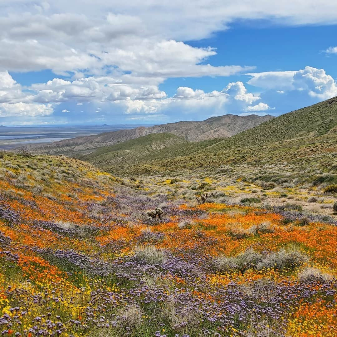 アメリカ内務省さんのインスタグラム写真 - (アメリカ内務省Instagram)「2023 is shaping up to be a spectacular year for wildflowers! In southern California, orange, purple and yellow flowers are blanketing the hillsides of Jawbone Canyon Off-Highway Vehicle Area.   Please remember to stay on the trails and don't crush the brush. These beautiful landscapes are home to many species of plants and animals, so let's keep them safe.   Photo by Ryan O'Dell / @mypubliclands   Alt Text: Orange, purple and yellow wildflowers blanket the hillsides of Jawbone Canyon OHV Area in southern California. Puffy white clouds float through the blue sky above.」4月21日 8時32分 - usinterior