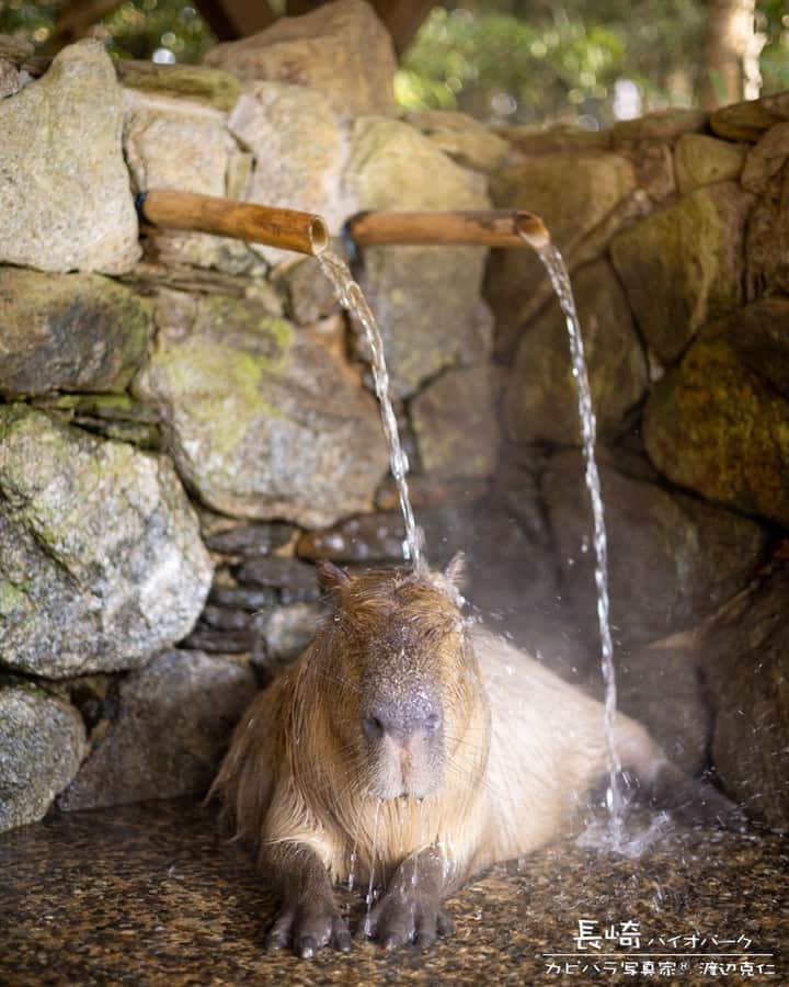 渡辺克仁さんのインスタグラム写真 - (渡辺克仁Instagram)「今日も良い天気になりそうですね。  春を通り越して初夏の陽気。  #癒し #可愛い #かわいい #pretty #cool #動物園  #カピバラ #水豚 #capybara #長崎バイオパーク #過去作」4月21日 9時04分 - katsuhito.watanabe