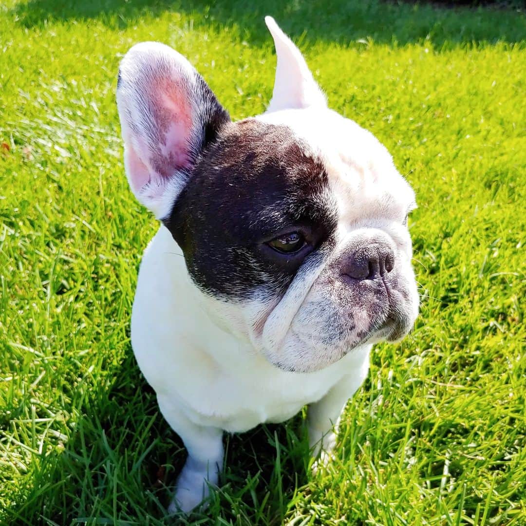 Manny The Frenchieのインスタグラム：「Back when I looked like a rabbit🐇 #tbt」