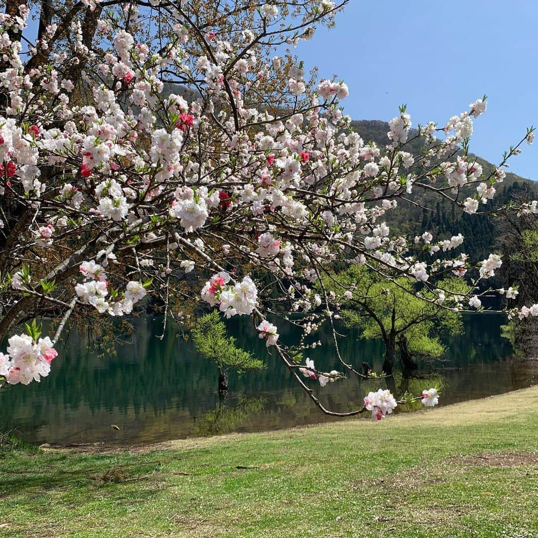 野沢温泉　村のホテル　住吉屋さんのインスタグラム写真 - (野沢温泉　村のホテル　住吉屋Instagram)「「菜の花と北竜湖」 桜同様、今年は菜の花も開花が早く、野沢温泉に程近い北竜湖でも菜の花が咲き始め、もうじき見頃になっています。お車でお越しでない方も、大湯通りのコンパスハウスさんで ebike（電動自転車）をレンタルすれば楽々往復可能です。  #野沢温泉村のホテル住吉屋　#住吉屋　#野沢温泉住吉屋　#野沢温泉　#野沢温泉村　#野沢温泉　#野沢温泉スキー場　#温泉旅行　#長野県　#信州　#旅行　＃春　#菜の花　#北竜湖」4月21日 9時20分 - sumiyosiya