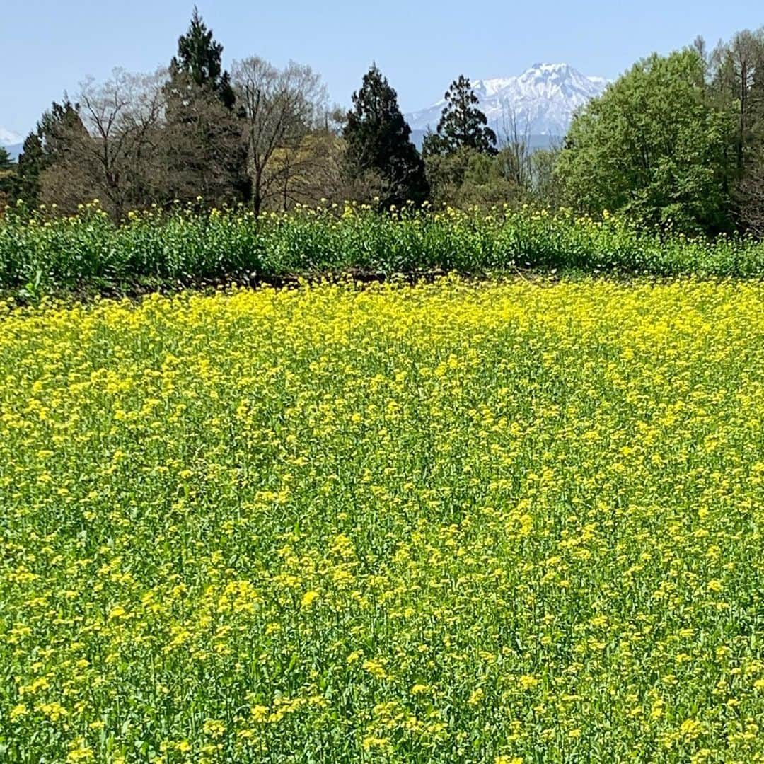 野沢温泉　村のホテル　住吉屋さんのインスタグラム写真 - (野沢温泉　村のホテル　住吉屋Instagram)「「菜の花と北竜湖」 桜同様、今年は菜の花も開花が早く、野沢温泉に程近い北竜湖でも菜の花が咲き始め、もうじき見頃になっています。お車でお越しでない方も、大湯通りのコンパスハウスさんで ebike（電動自転車）をレンタルすれば楽々往復可能です。  #野沢温泉村のホテル住吉屋　#住吉屋　#野沢温泉住吉屋　#野沢温泉　#野沢温泉村　#野沢温泉　#野沢温泉スキー場　#温泉旅行　#長野県　#信州　#旅行　＃春　#菜の花　#北竜湖」4月21日 9時20分 - sumiyosiya