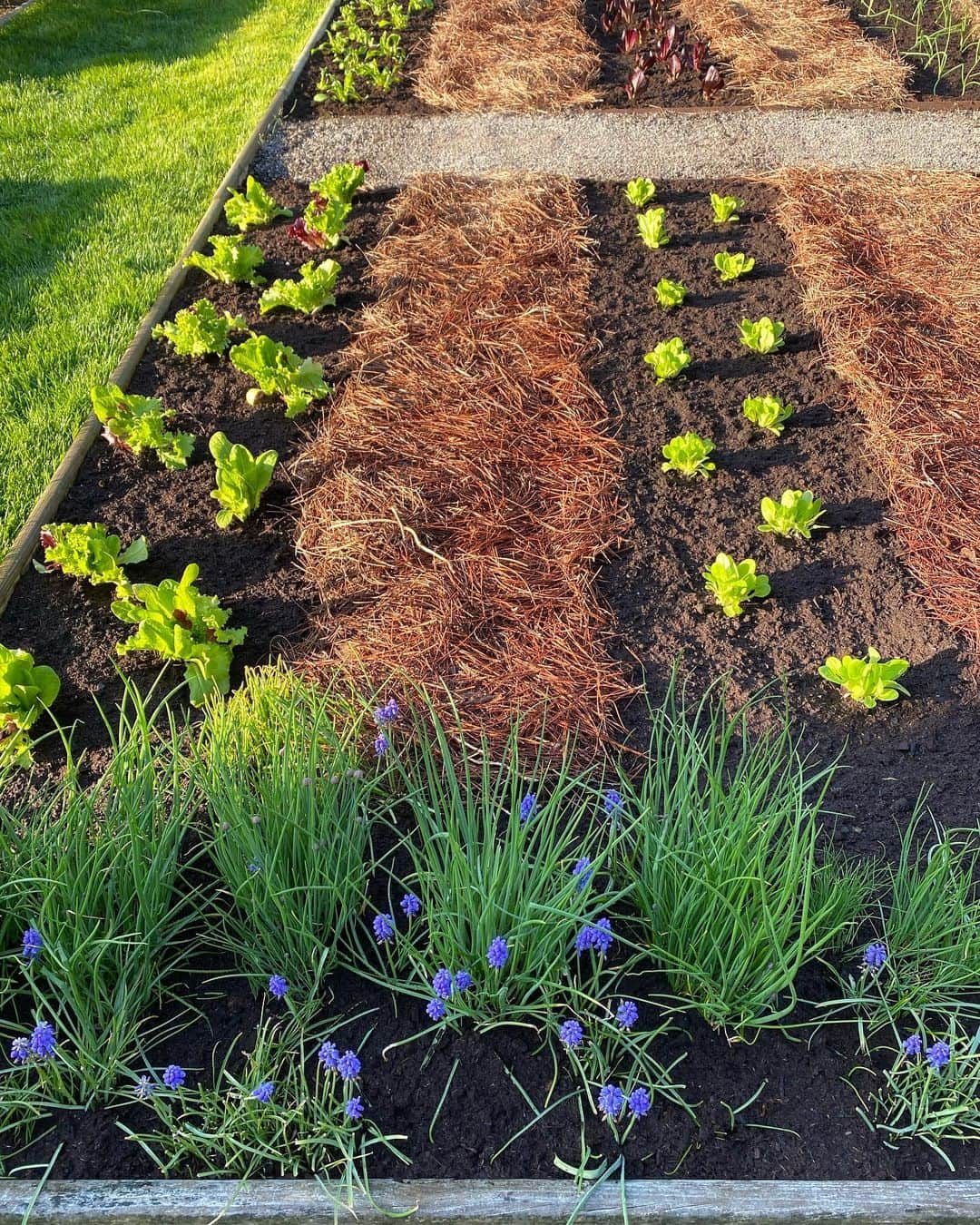 アイナ・ガーテンさんのインスタグラム写真 - (アイナ・ガーテンInstagram)「I love when the kitchen garden is just planted - and so do the rabbits!! ❤️❤️」4月21日 20時31分 - inagarten