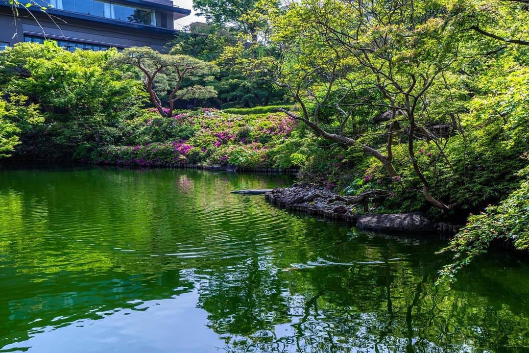 八芳園さんのインスタグラム写真 - (八芳園Instagram)「二十四節気では「穀雨」の頃となりました。  八芳園の日本庭園では新緑が青々と生い茂り、 新緑の彩りを反映した池は美しい深緑に染まります。  心地よい卯月の風を浴びながら、 自然に癒されるひとときをお過ごしください。  🍃🍃🍃  #八芳園 #happoen #ツツジ #新緑 #二十四節気 #穀雨 #日本庭園 #はなすたぐらむ #flowerstagram #flower_daily #花のある暮らし #はなまっぷ #つつじ  #カメラ部 #キリトリセカイ #写真好きな人と繋がりたい #カメラ好きな人と繋がりたい #ファインダー越しの私の世界  #japanesegarden #tokyotokyo #tokyotrip #japan_of_insta #jp_mood #jp_gallery #dreamyphoto #wonderful_places #bestphoto_japan #japan_daytime_view」4月21日 20時24分 - happoen