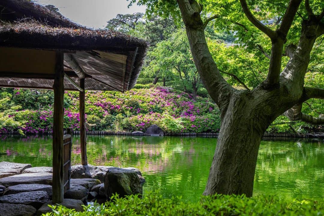 八芳園さんのインスタグラム写真 - (八芳園Instagram)「二十四節気では「穀雨」の頃となりました。  八芳園の日本庭園では新緑が青々と生い茂り、 新緑の彩りを反映した池は美しい深緑に染まります。  心地よい卯月の風を浴びながら、 自然に癒されるひとときをお過ごしください。  🍃🍃🍃  #八芳園 #happoen #ツツジ #新緑 #二十四節気 #穀雨 #日本庭園 #はなすたぐらむ #flowerstagram #flower_daily #花のある暮らし #はなまっぷ #つつじ  #カメラ部 #キリトリセカイ #写真好きな人と繋がりたい #カメラ好きな人と繋がりたい #ファインダー越しの私の世界  #japanesegarden #tokyotokyo #tokyotrip #japan_of_insta #jp_mood #jp_gallery #dreamyphoto #wonderful_places #bestphoto_japan #japan_daytime_view」4月21日 20時24分 - happoen