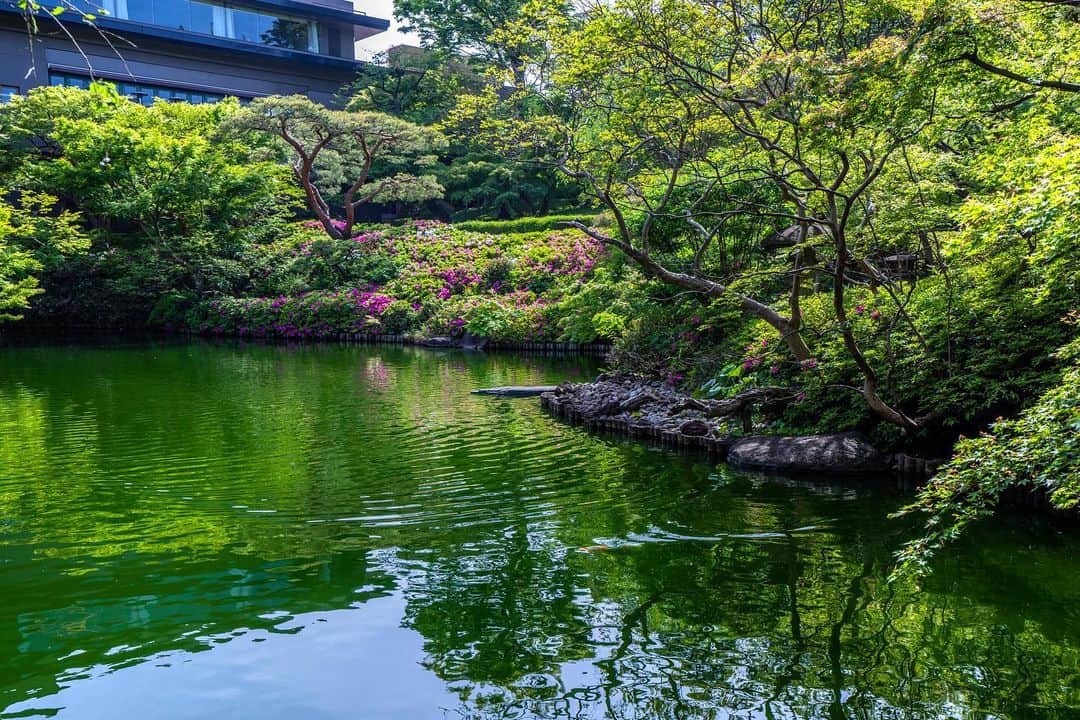 のインスタグラム：「二十四節気では「穀雨」の頃となりました。  八芳園の日本庭園では新緑が青々と生い茂り、 新緑の彩りを反映した池は美しい深緑に染まります。  心地よい卯月の風を浴びながら、 自然に癒されるひとときをお過ごしください。  🍃🍃🍃  #八芳園 #happoen #ツツジ #新緑 #二十四節気 #穀雨 #日本庭園 #はなすたぐらむ #flowerstagram #flower_daily #花のある暮らし #はなまっぷ #つつじ  #カメラ部 #キリトリセカイ #写真好きな人と繋がりたい #カメラ好きな人と繋がりたい #ファインダー越しの私の世界  #japanesegarden #tokyotokyo #tokyotrip #japan_of_insta #jp_mood #jp_gallery #dreamyphoto #wonderful_places #bestphoto_japan #japan_daytime_view」