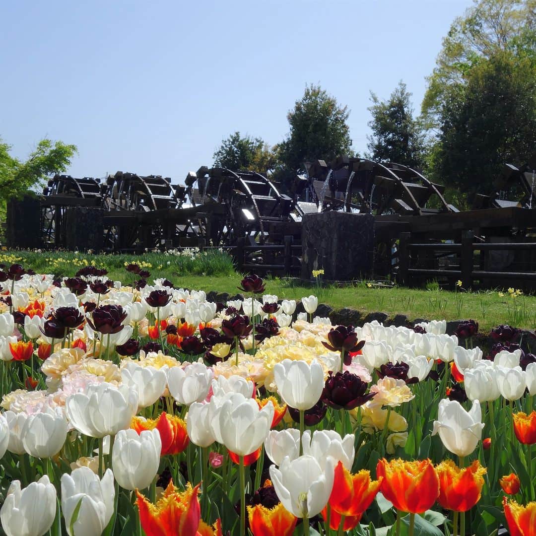 ANA CROWNE PLAZA TOYAMAさんのインスタグラム写真 - (ANA CROWNE PLAZA TOYAMAInstagram)「. 2023年4月22日（土）から、砺波市において「となみチューリップフェア」が開催されます🌷  国内最大級の花の祭典として、砺波チューリップ公園をメイン会場に300品種300万本のチューリップが色鮮やかに咲きそろいます。  13ｍの高さから眺めることができるチューリップタワーの展望台やチューリップスカイウォークからの迫力満点の大花壇の地上絵など、見どころ満載！ 高さ4ｍ長さ30mの「花の大谷」は、色とりどりの満開のチューリップに囲まれながら撮影ができる大人気のフォトスポットです✨  富山の春を満喫できる「となみチューリップフェア」に、ぜひご家族みなさまでおでかけください♪  ※天候などで開催状況が変更になる場合がありますので、詳しくはとなみチューリップフェア公式ページをご確認ください。 @tulipshikisaikan  ーーーーーーーーーーーーーーーーーーーーー 砺波チューリップ公園  ◆ホテルからのアクセス◆ あいの風とやま鉄道「富山駅」〜「高岡駅」下車（約20分） 城端線「高岡駅」〜「砺波駅」下車（約26分） 砺波駅から徒歩約15分  ■期間 2023年4月22日（土）～ 5月5日（金） ■開園 午前9時00分～午後5時30分 　　　　（最終入園：午後5時） ■料金　　大人1,300円　小・中学生200円　 　　　　　小学生未満　無料 ーーーーーーーーーーーーーーーーーーーーー  #anaクラウンプラザホテル富山 #富山 #となみ #となみチューリップフェア #となみチューリップ公園 #チューリップ #2023となみチューリップフェア #チューリップ四季彩館 #富山イベント #富山観光 #富山旅行 #富山県 #富山 #富山おでかけ #春の富山 #🌷」4月21日 20時25分 - ana_crowne_plaza_toyama