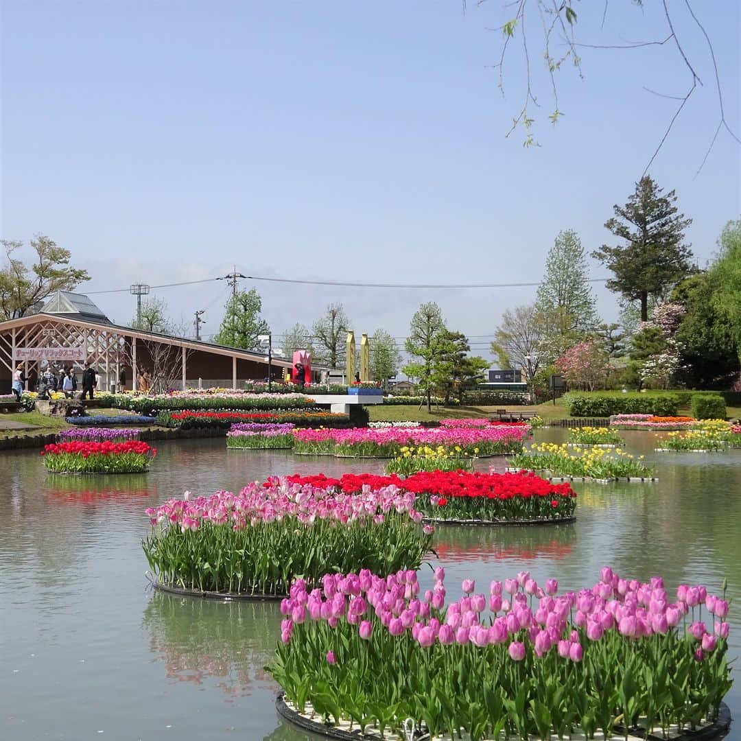 ANA CROWNE PLAZA TOYAMAさんのインスタグラム写真 - (ANA CROWNE PLAZA TOYAMAInstagram)「. 2023年4月22日（土）から、砺波市において「となみチューリップフェア」が開催されます🌷  国内最大級の花の祭典として、砺波チューリップ公園をメイン会場に300品種300万本のチューリップが色鮮やかに咲きそろいます。  13ｍの高さから眺めることができるチューリップタワーの展望台やチューリップスカイウォークからの迫力満点の大花壇の地上絵など、見どころ満載！ 高さ4ｍ長さ30mの「花の大谷」は、色とりどりの満開のチューリップに囲まれながら撮影ができる大人気のフォトスポットです✨  富山の春を満喫できる「となみチューリップフェア」に、ぜひご家族みなさまでおでかけください♪  ※天候などで開催状況が変更になる場合がありますので、詳しくはとなみチューリップフェア公式ページをご確認ください。 @tulipshikisaikan  ーーーーーーーーーーーーーーーーーーーーー 砺波チューリップ公園  ◆ホテルからのアクセス◆ あいの風とやま鉄道「富山駅」〜「高岡駅」下車（約20分） 城端線「高岡駅」〜「砺波駅」下車（約26分） 砺波駅から徒歩約15分  ■期間 2023年4月22日（土）～ 5月5日（金） ■開園 午前9時00分～午後5時30分 　　　　（最終入園：午後5時） ■料金　　大人1,300円　小・中学生200円　 　　　　　小学生未満　無料 ーーーーーーーーーーーーーーーーーーーーー  #anaクラウンプラザホテル富山 #富山 #となみ #となみチューリップフェア #となみチューリップ公園 #チューリップ #2023となみチューリップフェア #チューリップ四季彩館 #富山イベント #富山観光 #富山旅行 #富山県 #富山 #富山おでかけ #春の富山 #🌷」4月21日 20時25分 - ana_crowne_plaza_toyama