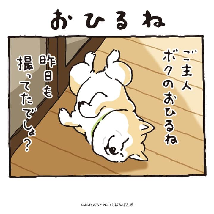 オオゴシヤステルのインスタグラム：「🟠190話🟠  おひるね  【過去マンガはこちら】 👉 #しばんばんまんが  #今日のしばんばん #しばんばん #shibanban #むちころばんばん #muchicorobanban #微笑柴犬 #マインドウェイブ #mindwave #オオゴシヤステル #柴犬 #しばいぬ #sibainu #柴犬との暮らし」