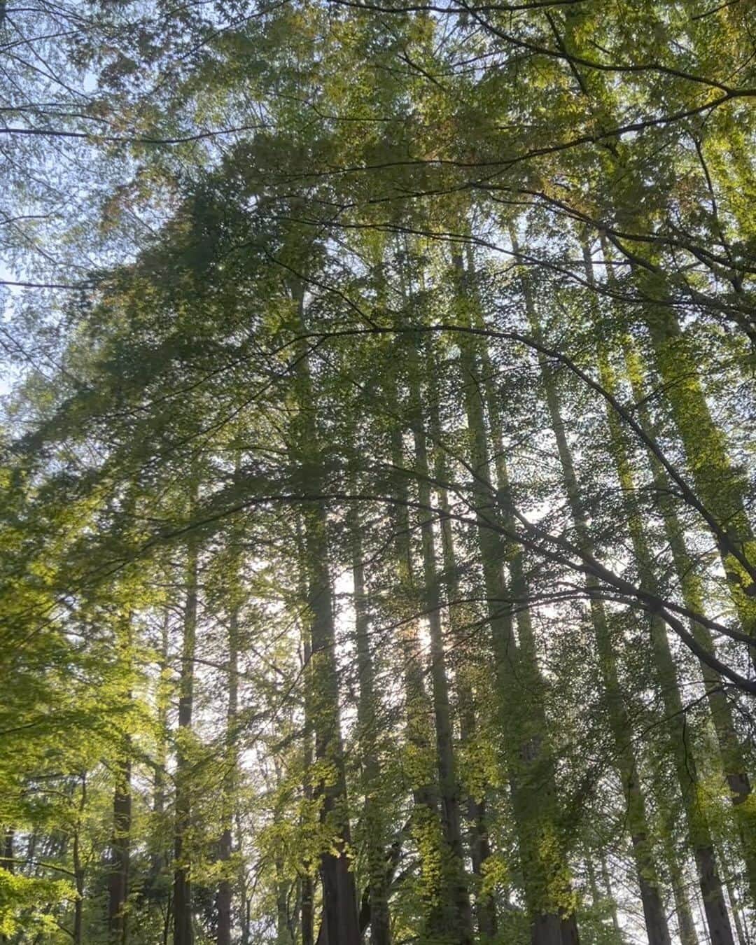 佐野碧のインスタグラム：「まっすぐな瞳／佐野碧  #aoisano #まっすぐな瞳　#まっすぐ　#自然体　#自然　#木漏れ日　#tree #木々　#森林浴　#nature #自然大好き　#自然素材  #kanagawa #美術館　#自然食」