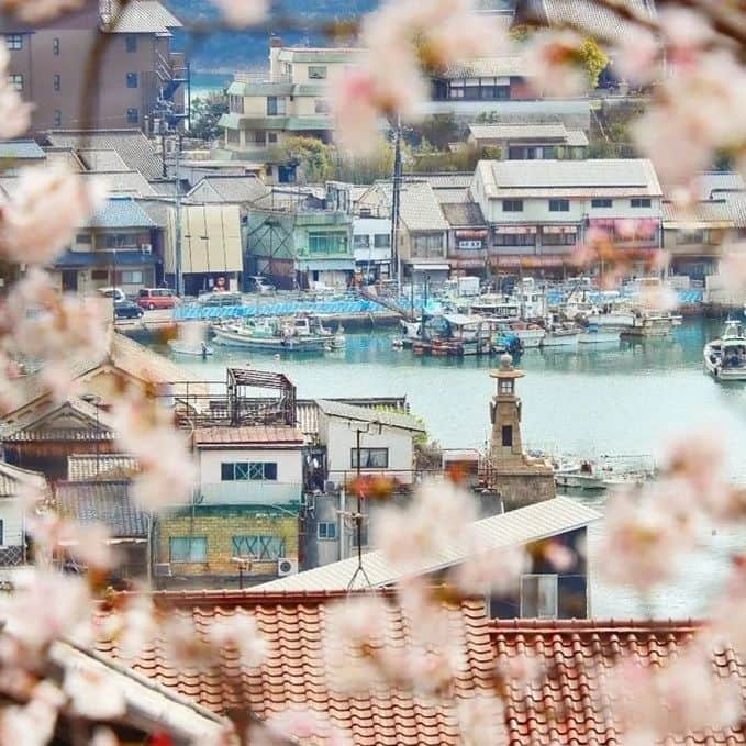 のインスタグラム：「【＼いろとりどり／春の福山】 いろとりどりの春の風景を ざあっと一挙に紹介します✨ #福山アンバサダー の投稿写真を もっとたくさん紹介したいですが中で も、お気に入りの4枚を今日はご覧 ください♪皆さんが好きな、い ろとりどりの風景はありますか？  1枚目　Photo by @hiroshirock (Instagram #福山アンバサダー )　 桜が満開でした #医王寺 からの #常夜灯  2枚目　Photo by @since1622aug28th (Instagram #福山アンバサダー) 真っ赤に燃える #福山城 の朝日  3枚目　Photo by @asumika_2 (Instagram #福山アンバサダー) 今年も一面を彩りました　田尻町の菜の花畑  4枚目　Photo by @kiyushito8 (Instagram #福山アンバサダー) 幻想的な安国寺（ #鞆の浦 ）  #福山市 #瀬戸内 #広島 #hiroshima #setouchi #春 #spring」