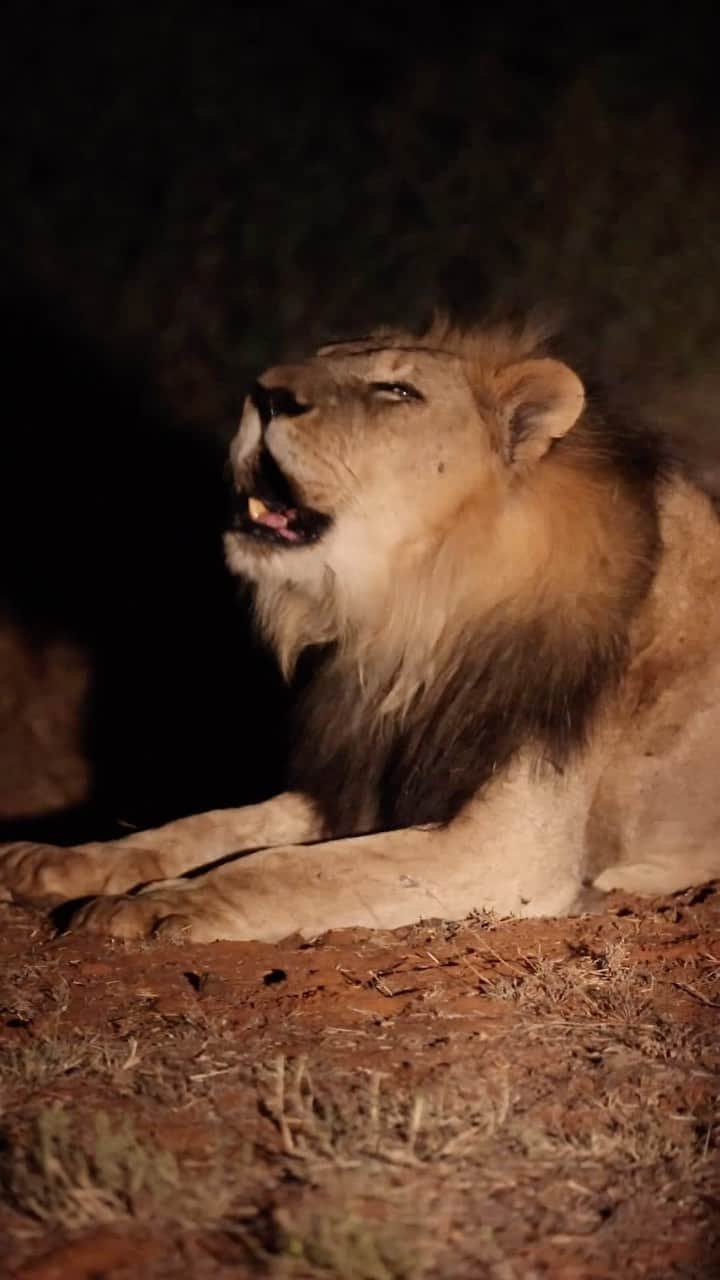 キャメロン・ファンデルバーグのインスタグラム：「We stumbled upon a sight we’ll never forget - the king of the jungle, roaring into the starlit sky! ✨🦁  @tswalu @lucienbeaumont @nef_val」