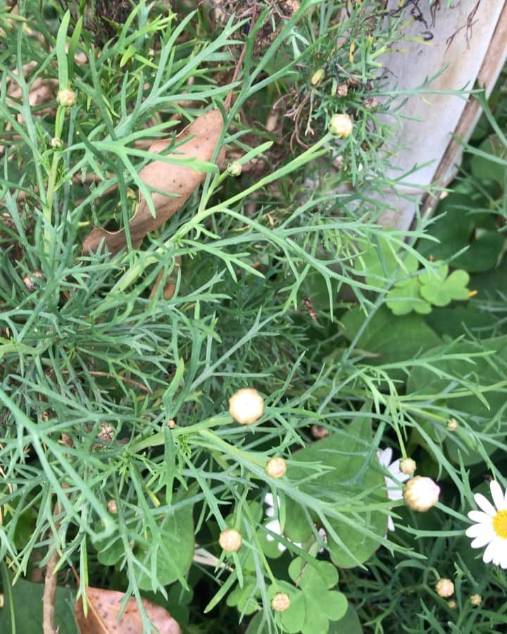 HARUKO（真木明子）のインスタグラム：「父が1つ植えたマーガレットが、繁殖してお花畑になってきました❤️  父の日の頃満開で いつも花束にしてあげていたな😊とか思いながら  庭に来る虫たちを 父だと思って 話しかけてます❤️」