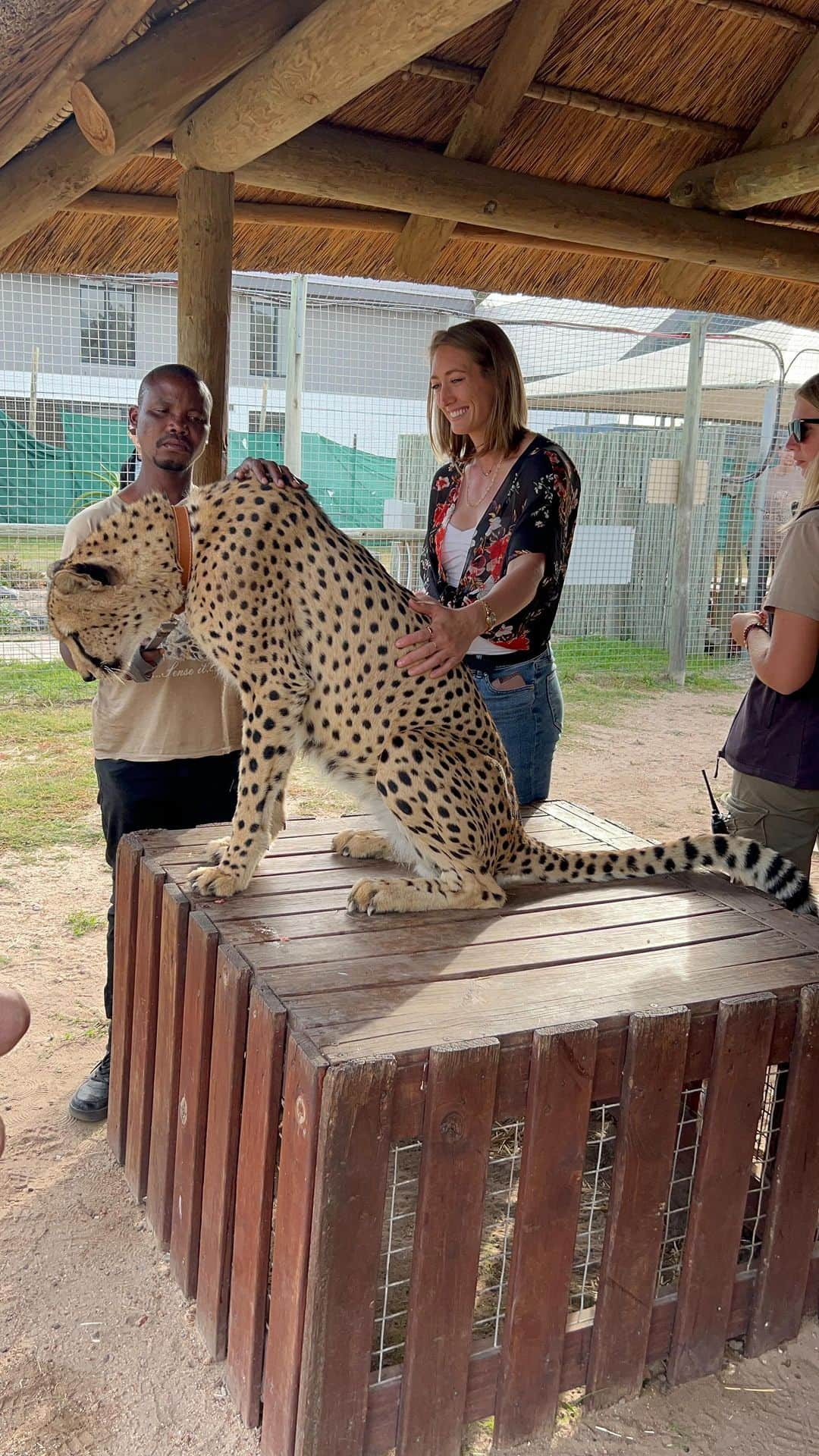 ブリージャ・ラーソンのインスタグラム：「From Penguins to Seals to Cheetahs to making new Gal Pals 👯‍♀️ Days 3-4 have been…😍😍😍   @frankie.jonker  and @emilyrae____  how about we just stay here in Cape Town? Do we have to leave?   #galpals #rsa #capetown #stellenbosch #boulderbay #cheetah #seals」