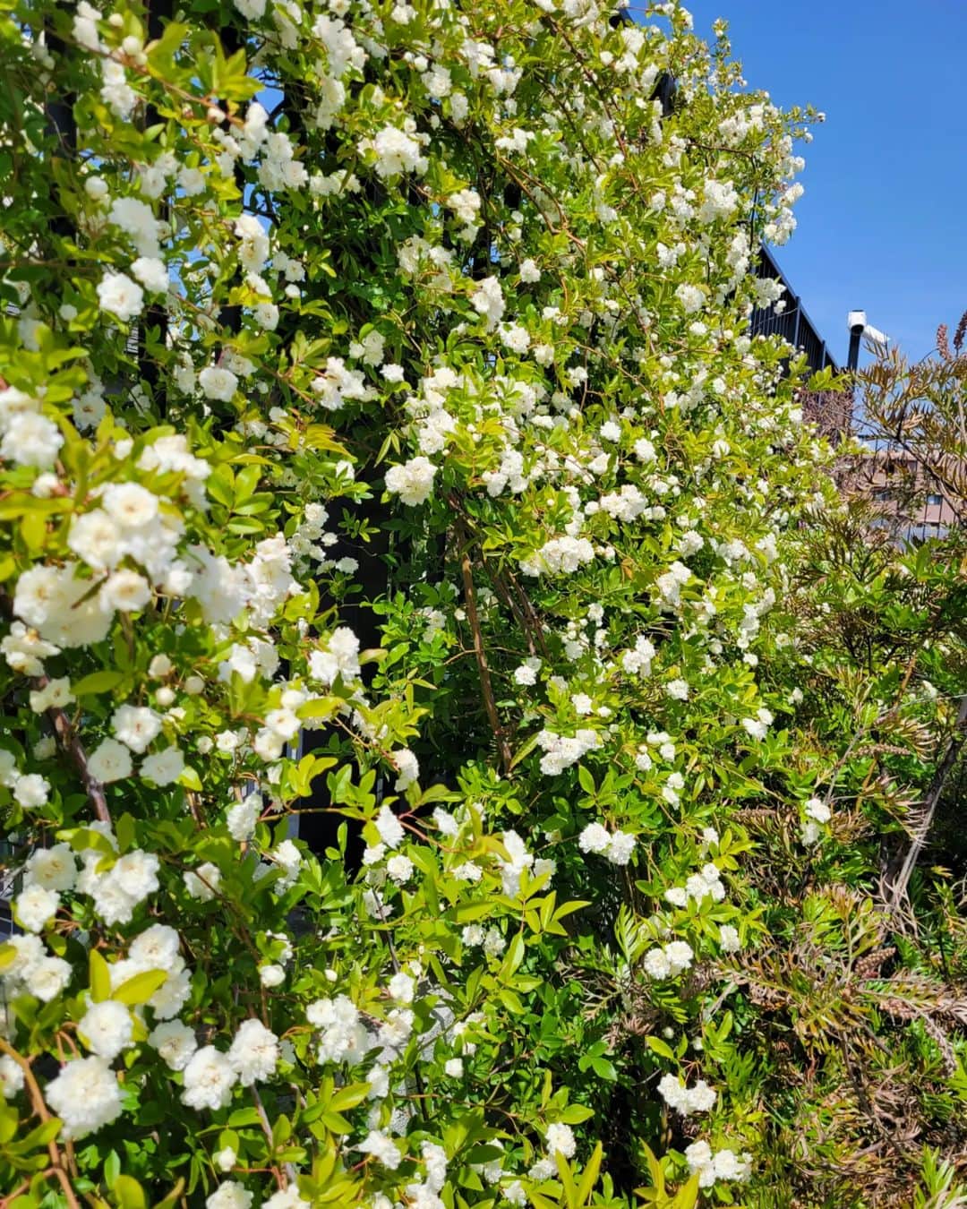三喜本惠美さんのインスタグラム写真 - (三喜本惠美Instagram)「・ 我が家の #モッコウバラ と #ジャスミン が満開🌿 凄い成長してる🌿 テラスが良い香りだ～ #花のある生活#植物のある暮らし#テラスのある家#アウトサイドリビング」4月21日 19時54分 - megumi_mikimoto
