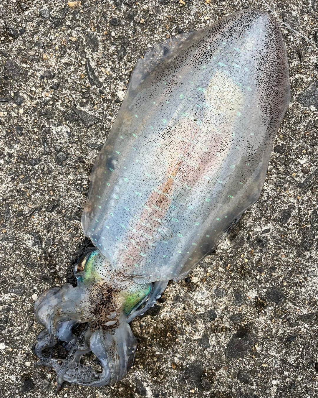 岡田万里奈さんのインスタグラム写真 - (岡田万里奈Instagram)「. . . . 久々のイカちゃん🦑 . ジグに引っ掛かっちゃっただけだけど、、笑 . うれしい〜 . . . #アオリイカ #釣り #エギング #沖堤防 #釣り女子 #釣りガール #eging #egingfishing #squid #spuidgame  #fishing #fishingtrip #fishinglife  #おかまりが釣ってきた」4月21日 19時59分 - lovendor_okamari
