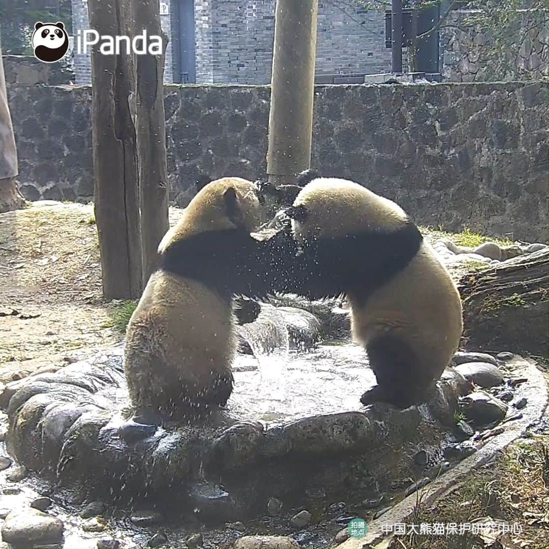 iPandaのインスタグラム