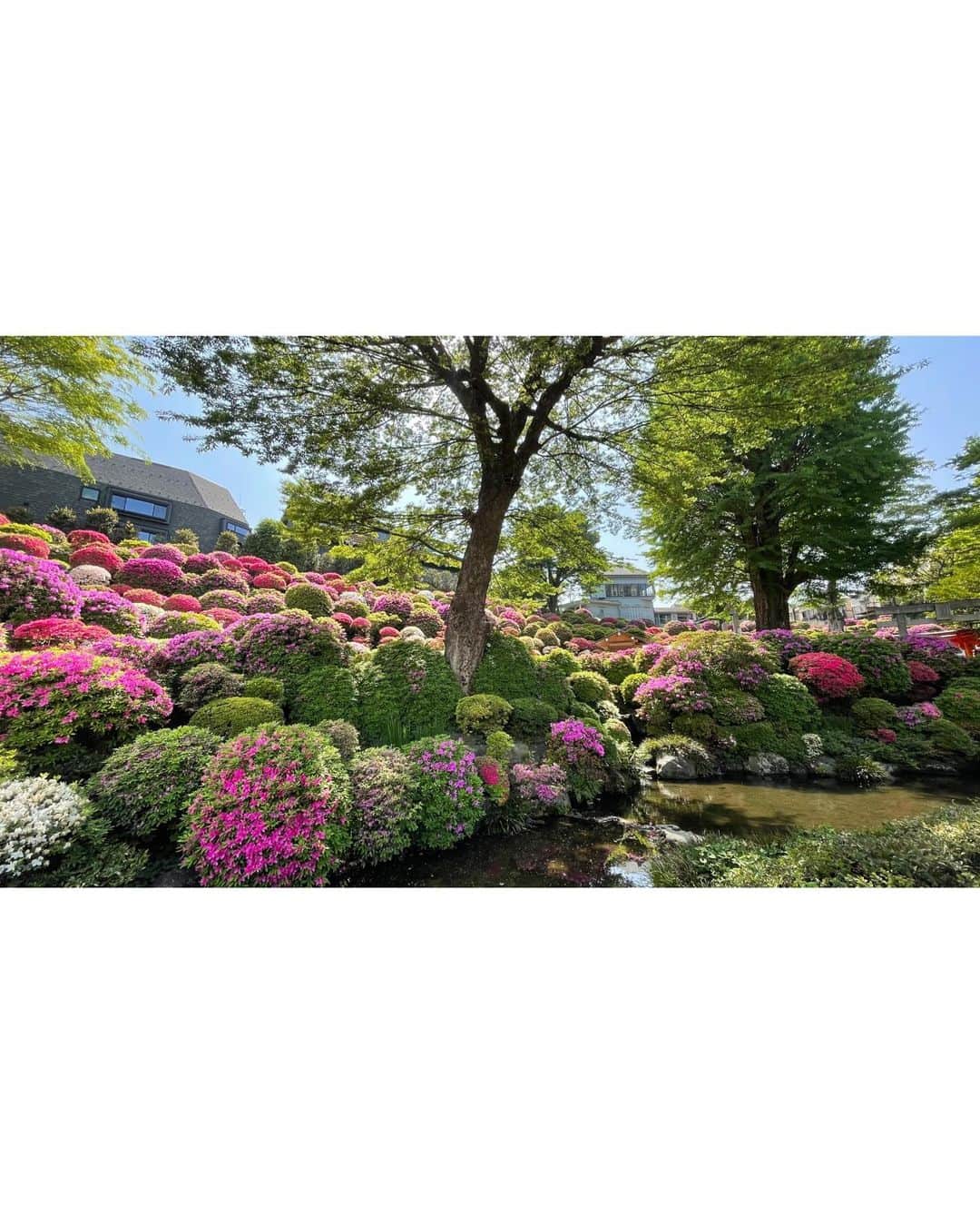 上杉真央さんのインスタグラム写真 - (上杉真央Instagram)「根津神社に行ってきた！  お外を歩くのが楽しい季節になってきてしあわせ。  まりあんぬとはタイミングが合わず桜の季節を逃してしまったので、一緒につつじを楽しんできました〜。  可愛い筒(?)に入ったおみくじも引きました。なんだか良いことありそう！(っておみくじ引くたびに毎回言うてる気がする。笑)  #根津神社 #つつじ祭り  #野田真理愛 #上杉真央」4月21日 20時13分 - maouesugi