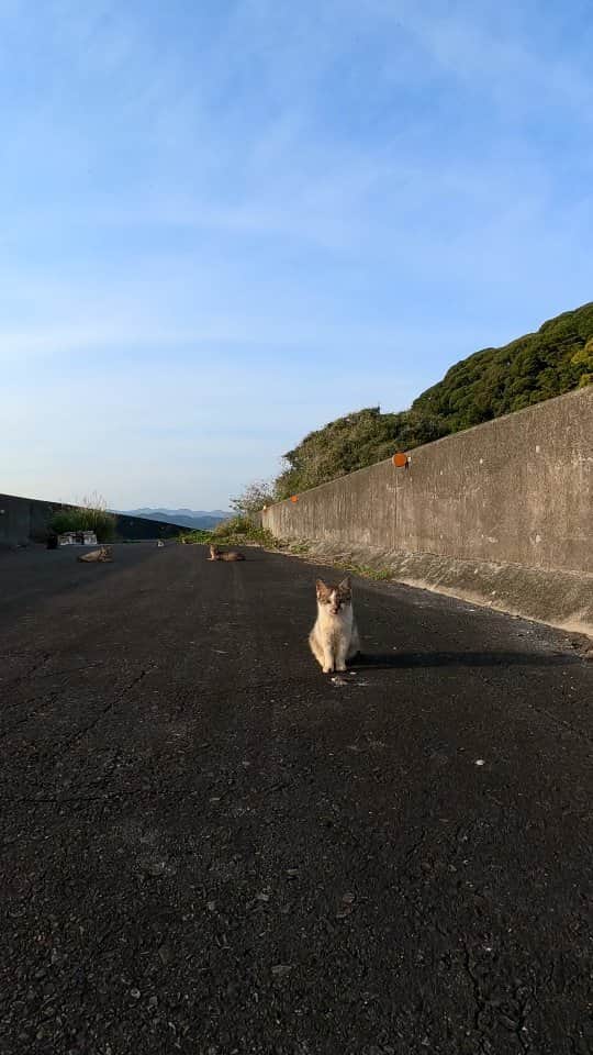 感動猫動画のインスタグラム