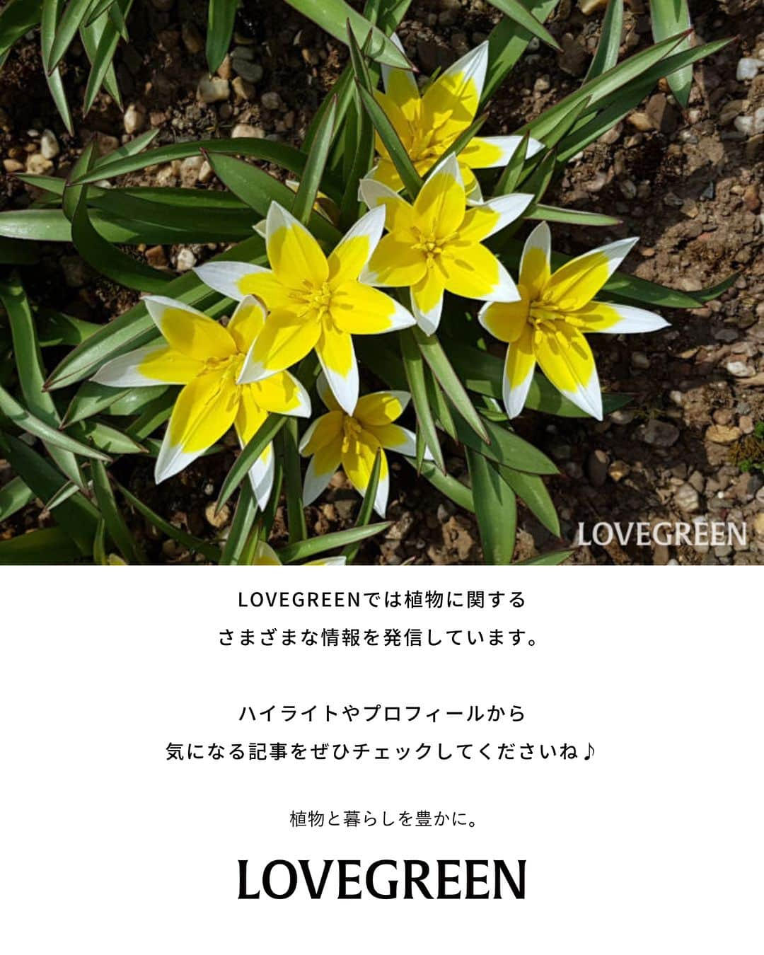 LOVEGREEN -植物と暮らしを豊かに。さんのインスタグラム写真 - (LOVEGREEN -植物と暮らしを豊かに。Instagram)「. チューリップは、春に開花する球根植物。西ヨーロッパから中央アジアまで分布しています✈️ . 春の訪れを知らせる花の代表とも言える花で、多くの人が子供のころからよく見かけてきた、とても身近な花です🌷 . チューリップの魅力は、花の大きさや花色、花びらの数までバリエーションが豊富なところ。これもチューリップなのかと驚くようなものもあります💐 . 球根を植えつけてから半年程度で花が咲くという手軽さもあり、ガーデニングでも人気の花です✨ . 秋の植え付け、春の開花と1年に2回も楽しめます🌱 . #チューリップ #庭仕事 #花 #花のある暮らし #植物 #植物が好き #植物のある暮らし #春の花」4月21日 20時22分 - lovegreen_official