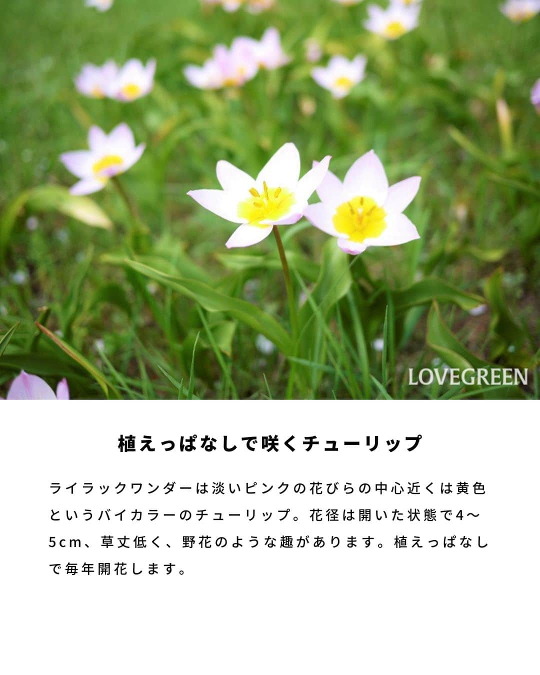 LOVEGREEN -植物と暮らしを豊かに。さんのインスタグラム写真 - (LOVEGREEN -植物と暮らしを豊かに。Instagram)「. チューリップは、春に開花する球根植物。西ヨーロッパから中央アジアまで分布しています✈️ . 春の訪れを知らせる花の代表とも言える花で、多くの人が子供のころからよく見かけてきた、とても身近な花です🌷 . チューリップの魅力は、花の大きさや花色、花びらの数までバリエーションが豊富なところ。これもチューリップなのかと驚くようなものもあります💐 . 球根を植えつけてから半年程度で花が咲くという手軽さもあり、ガーデニングでも人気の花です✨ . 秋の植え付け、春の開花と1年に2回も楽しめます🌱 . #チューリップ #庭仕事 #花 #花のある暮らし #植物 #植物が好き #植物のある暮らし #春の花」4月21日 20時22分 - lovegreen_official