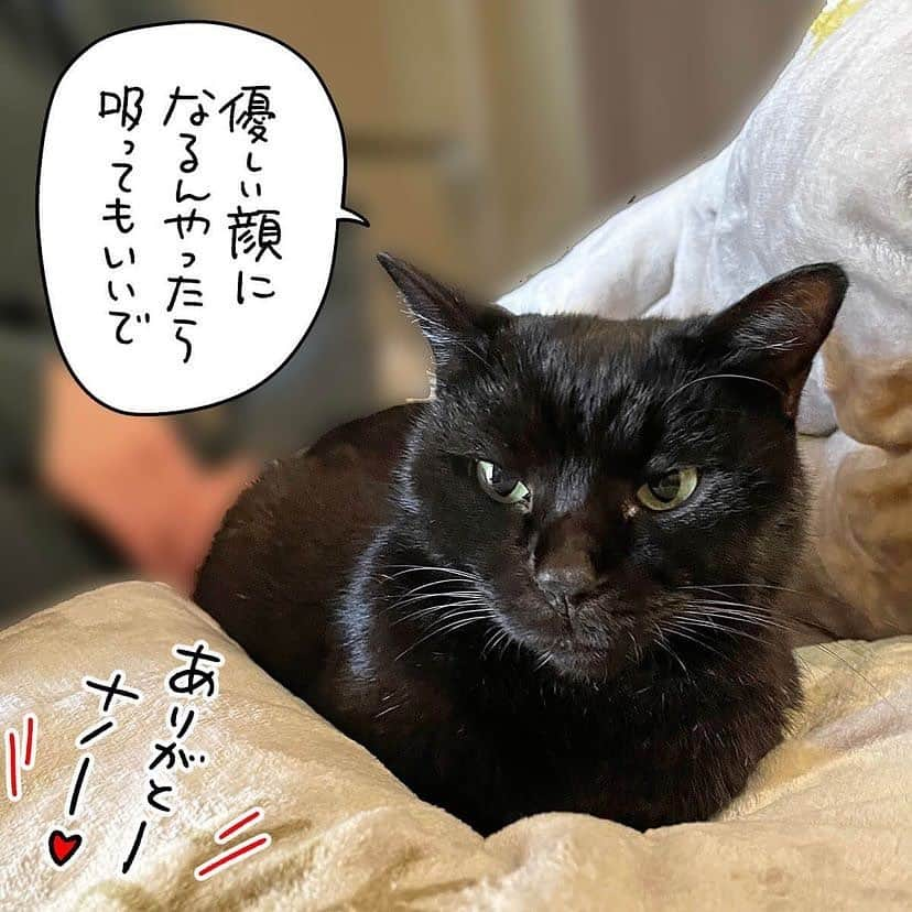 猫壱（ねこいち•ネコイチ）さんのインスタグラム写真 - (猫壱（ねこいち•ネコイチ）Instagram)「猫を吸ったらわかる🤣  ▫ ▫  :::::::::猫壱 :::::::  猫壱は\…猫が幸せ、私も幸せ…/をモットーに猫グッズの開発に取り組んでいます♪ ▫ 気になる方は @necoichicojp をチェックしてみてくださいね！ ▫ ▫ 【Special thank-you @86palpal 💕💕💕💕】  Reproduction is  prohibited.  ...........................................................................  #ナノトクラス #猫あるある #猫漫画 #ネコマンガ  #猫まんが  #ねこまんが #キジシロ #黒猫 #猫と暮らす  #ねこあるある  ...........................................................................」4月21日 20時20分 - necoichicojp