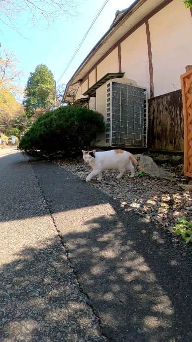 感動猫動画のインスタグラム
