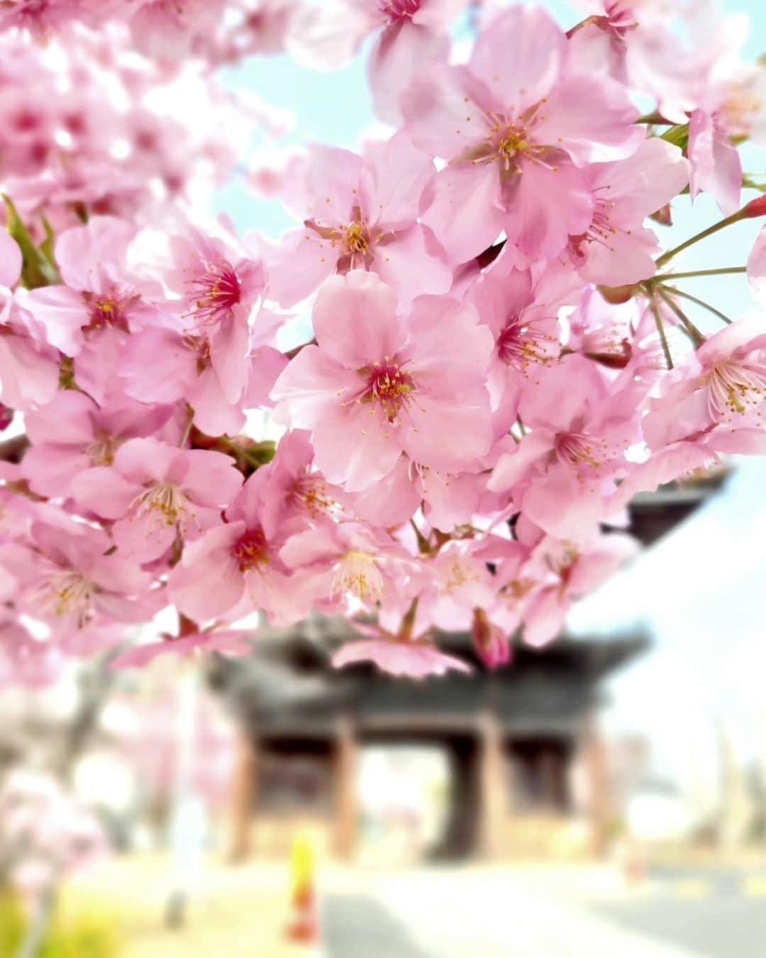 Galaxy Mobile Japanさんのインスタグラム写真 - (Galaxy Mobile JapanInstagram)「春の訪れを感じる満開の桜🌸 Galaxy なら柔らかな花びらもそのまま映し出します📷  ポートレートを活用した桜が印象的な一枚ですね！ こちらのお写真のように、ぼかしのエフェクトを強くすれば被写体に焦点を当てた写真が撮れますよ🥰 ぜひ試してみてくださいね。  本投稿では Galaxy で撮影された写真・動画をご紹介。 皆さまの #withGalaxy の投稿をお待ちしております🫧  📸#withGalaxy #GalaxyA51 Photo by @2nd_saku_salut_32 さん  #Galaxyのある生活 #Galaxy #Galaxy好き #誰かに見せたい風景 #写真好きな人と繋がりたい #カメラ好きな人と繋がりたい #キリトリセカイ #写真で伝えたい私の世界 #カメラ越しの私の世界 #ファインダー越しの私の世界 #スマホ #スマホカメラ #スマホ写真」4月21日 18時00分 - samsungjpn