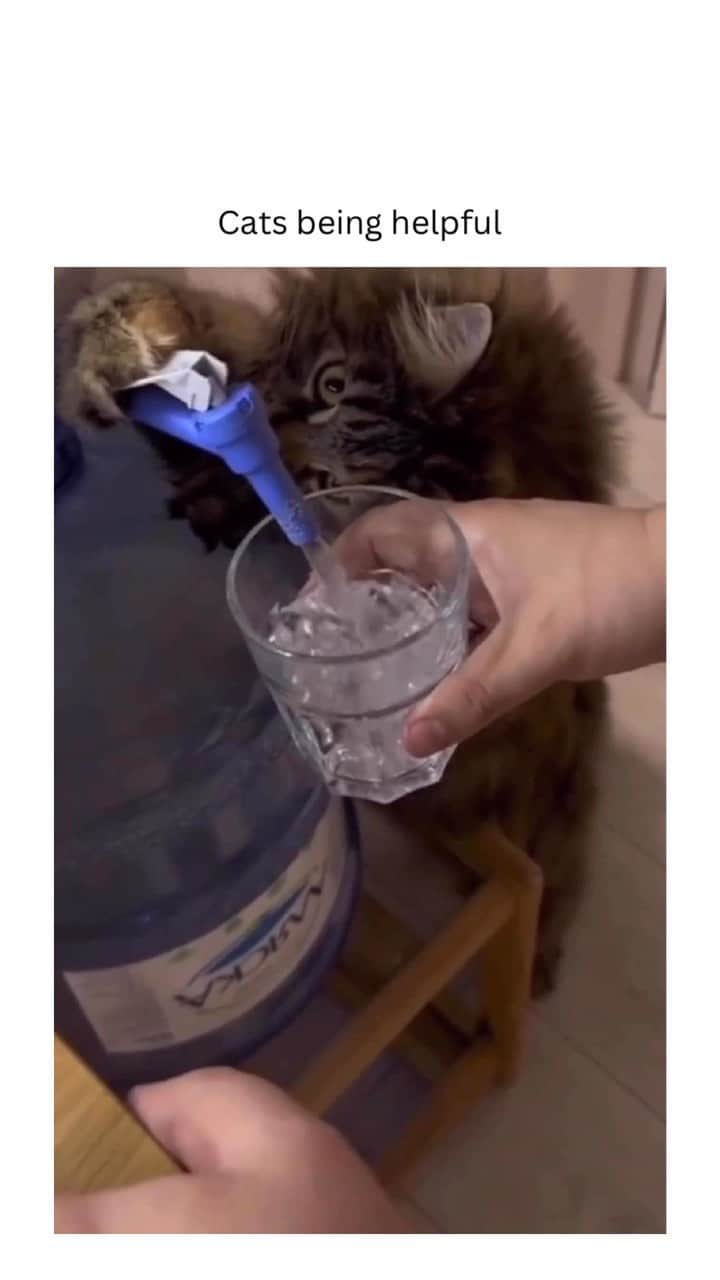 insta_animalのインスタグラム