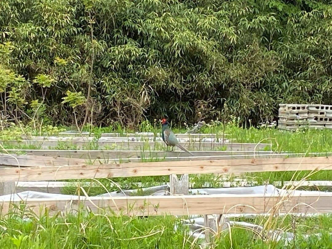 吉田サラダのインスタグラム：「家の裏にたぶん野生のキジが住んでます。春になりキジの鳴き声で毎朝起こされてます。  「春の野にあさる雉(きぎし)の妻恋ひにおのがあたりを人に知れつつ」　（大伴家持）  意味は今から調べます。  違うかーー！  #photo_himicity  #吉田サラダ #移住芸人 #富山県 #氷見市 #雉」