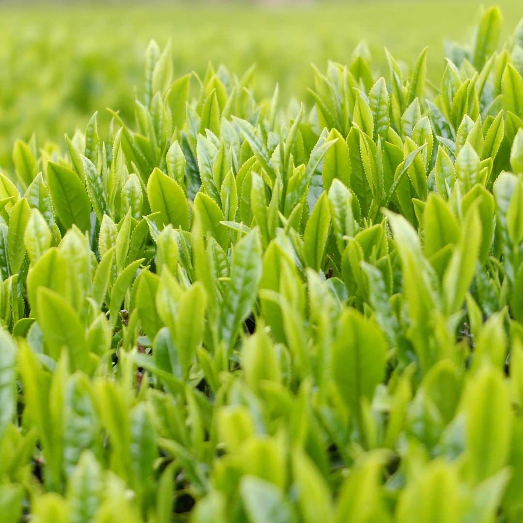 一保堂茶舗さんのインスタグラム写真 - (一保堂茶舗Instagram)「「4月19日の茶畑のようす」  瑞々しい赤ちゃん葉っぱが畑一面にひろがってきました。 触ってみるとつやつや、ふわふわ、やわらかい。少しひんやりとした感触がします。  新茶をお届けできるまであと少し。どうぞ楽しみにお待ちくださいね。  #ippodotea #ippodo #一保堂茶舗 #一保堂 #新茶  #日本茶 #日本茶好き  #お茶 #お茶好き #お茶時間 #お茶の時間 #お茶のある暮らし #お茶のある生活 #日本茶のある暮らし」4月21日 11時44分 - ippodotea