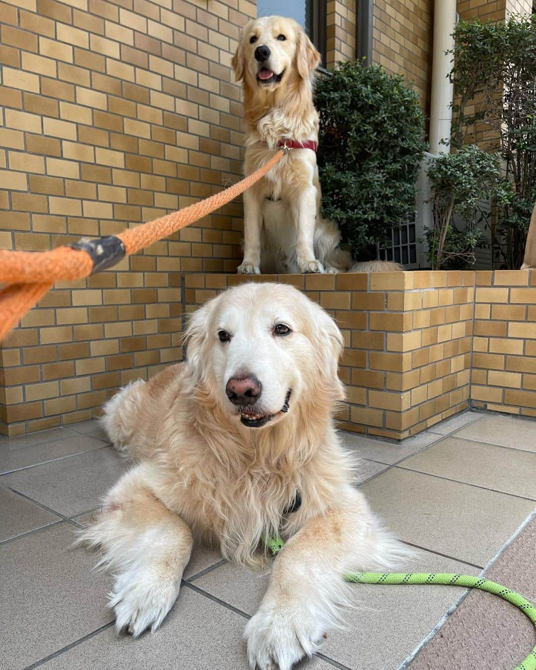 小錦千絵（TAUPOU）のインスタグラム：「My Boys💕💕💕😘😘😘😍😍😍  #ゴールデンレトリバー #犬好き  #goldenretriever」