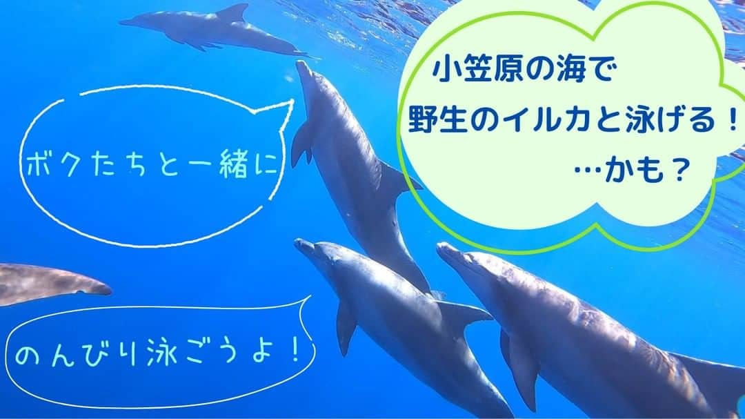 小笠原村観光協会のインスタグラム：「🐬人気のアクティビティの一つのドルフィンスイムをご紹介 2🐬  小笠原では通年イルカが見られ、タイミングが良ければ一緒に泳ぐことも出来ます。  今回はのんびり泳いでいるミナミハンドウイルカのグループとドルフィンスイム🐬 天気が良い日は海も綺麗！イルカとも泳げる！ 思い出に残る、最高の1日になること間違いなしです🤗 是非、皆さんにも実際に小笠原の海を見ていただきたいです。 海で泳いだことがない、泳ぎに自信がない方はご相談ください！  ・イルカと泳ぎたいけどシュノーケリングをしたことがない。 ・久しぶりに海で泳ぐので練習したい。 ・足がつかないところでいきなり泳ぐのが怖い。 ・泳ぎたくないけど野生のイルカを見てみたい。 ・子供が小さい、高齢のため泳げない。  そんな方でも大丈夫！  🐠泳ぐことに不安を感じる方は、シュノーケリングレッスンのツアーがあります！ ボートツアーは足がつかない場所でシュノーケリングをするので、慣れていない方はビーチで講習を受けてから後日ボートツアーに参加されても良いかもしれません。 (おがさわら丸の父島入港日の午後がおすすめ!)  🔭泳ぎたくないけどイルカを見たい方は海に入らなくても大丈夫です。 船の上からウォッチングを楽しむことも出来ます！  海のツアーは定員が限られるため、早めのご予約をおすすめしております。 ご不明点がございましたら当協会にご相談ください！  ○*:.。..。.。o○○*:.。..。.。o○○*:.。..。.。o○  小笠原へのご旅行を検討されてる方は、宿泊施設やガイドツアーの情報など小笠原村観光協会のホームページを参考にしてみてください♪ メールやお電話にてパンフレットのご請求も承ります！  ○*:.。..。.。o○○*:.。..。.。o○○*:.。..。.。o○  #小笠原  #小笠原諸島  #父島  #南島 #ogasawara  #boninisland  #ogasawaraisland  #島暮らし  #小笠原の日常  #離島暮らし  #ここも東京  #船で24時間 #船旅  #世界自然遺産  #世界遺産  #ogasawalove  #年末年始  #おがさわら丸 #イルカ  #ミナミハンドウイルカ  #ドルフィンスイム  #ドルフィンウォッチング  #dolphin  #dolphinwatching  #dolphinswim  #夏休み  #ゴールデンウィーク  #GW  #summervacation  #旅行」