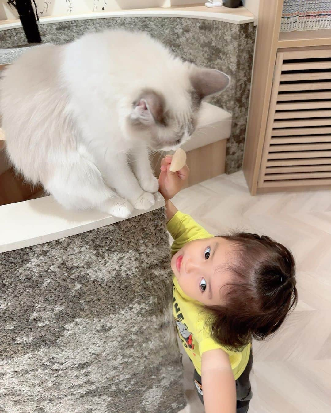 川崎希さんのインスタグラム写真 - (川崎希Instagram)「ネコカフェ🐈  ネコ用おやつアイスをあげたりしてたよ🌟🌟🌟  可愛いっ💓💓💓  #ネコカフェ」4月21日 12時07分 - kawasakinozomi