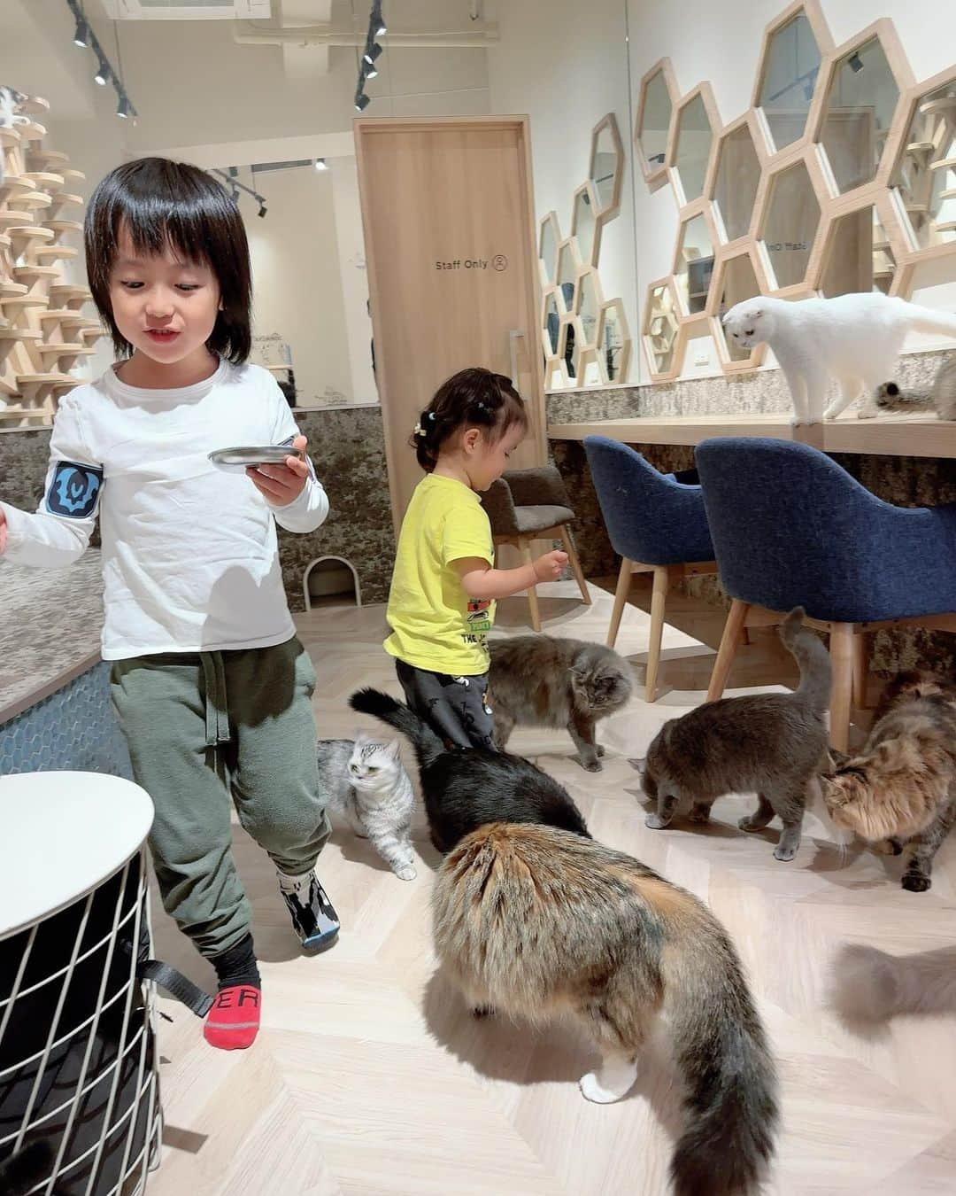 川崎希さんのインスタグラム写真 - (川崎希Instagram)「ネコカフェ🐈  ネコ用おやつアイスをあげたりしてたよ🌟🌟🌟  可愛いっ💓💓💓  #ネコカフェ」4月21日 12時07分 - kawasakinozomi