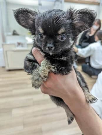 田村一将のインスタグラム：「愛犬プナ🐶（チワワ） 少しづつ大きくなってきてやっと4ヶ月を迎えたよー😊  #チワワ #チワワのいる暮らし #犬 #犬のいる暮らし #犬飼うと幸せになる #パピー」