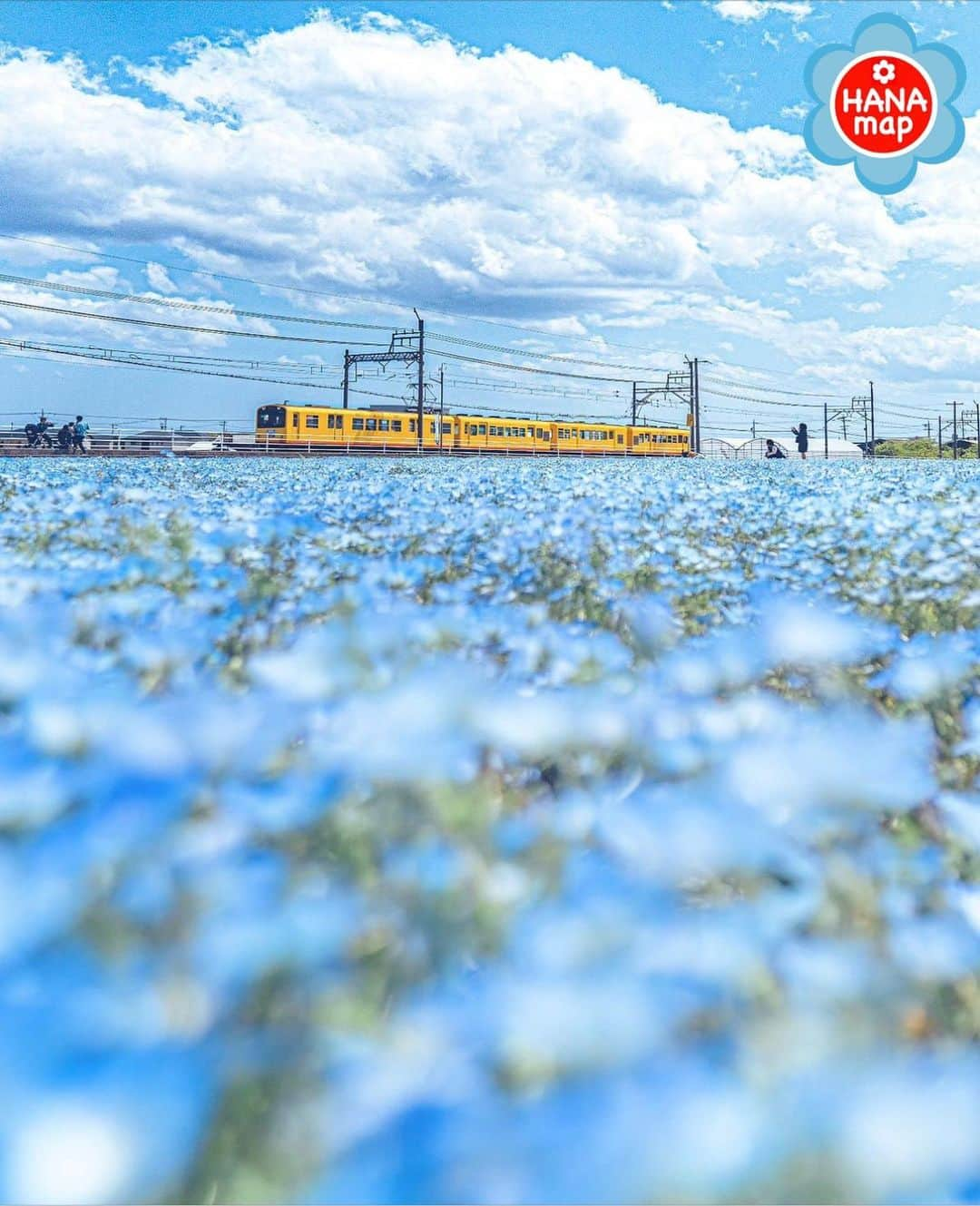 はなまっぷ❁日本の花風景のインスタグラム