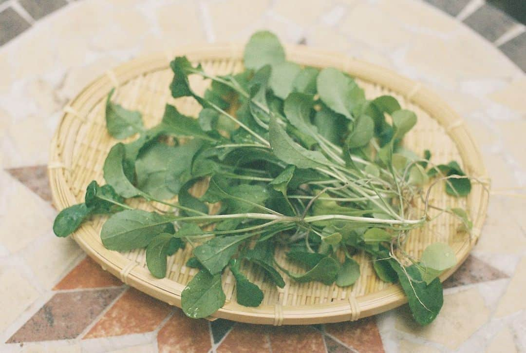 小川紗良さんのインスタグラム写真 - (小川紗良Instagram)「庭で採れたルッコラ🌱  #film #filmphotography #garden #kitchengarden #arugula #家庭菜園 #庭 #ルッコラ」4月21日 12時55分 - iam_ogawasara