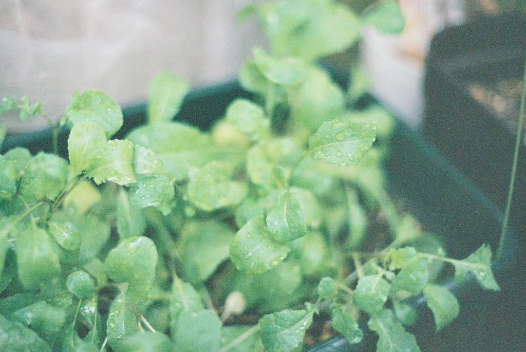 小川紗良さんのインスタグラム写真 - (小川紗良Instagram)「庭で採れたルッコラ🌱  #film #filmphotography #garden #kitchengarden #arugula #家庭菜園 #庭 #ルッコラ」4月21日 12時55分 - iam_ogawasara