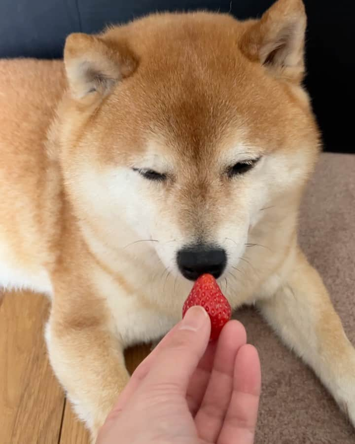 豆柴つむじくんのインスタグラム：「いちご食べるかな #豆柴 #柴犬 #시바견 #shiba #shibainu #shibastagram #shibalove #shibadog #つむじ #ここ柴部 #切ったら食べた」