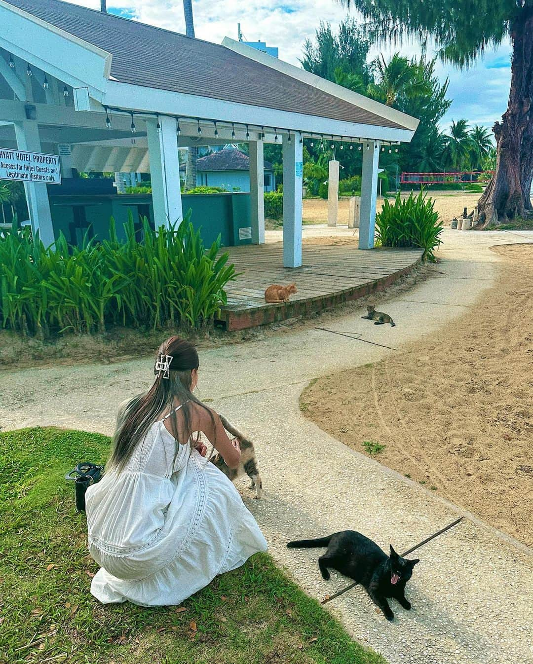 イェリさんのインスタグラム写真 - (イェリInstagram)「집사 경력 12년차 고양이 궁디팡팡 전문가 나야 나🤗🧡 뷰가 정말 예쁜 고양이 급식소인데,,💛 저녁에 두꺼비가 사료 훔쳐먹는거 보고 기절초풍😵‍💫  #블랭크나인 #비치원피스」4月21日 13時18分 - blank9_yerim